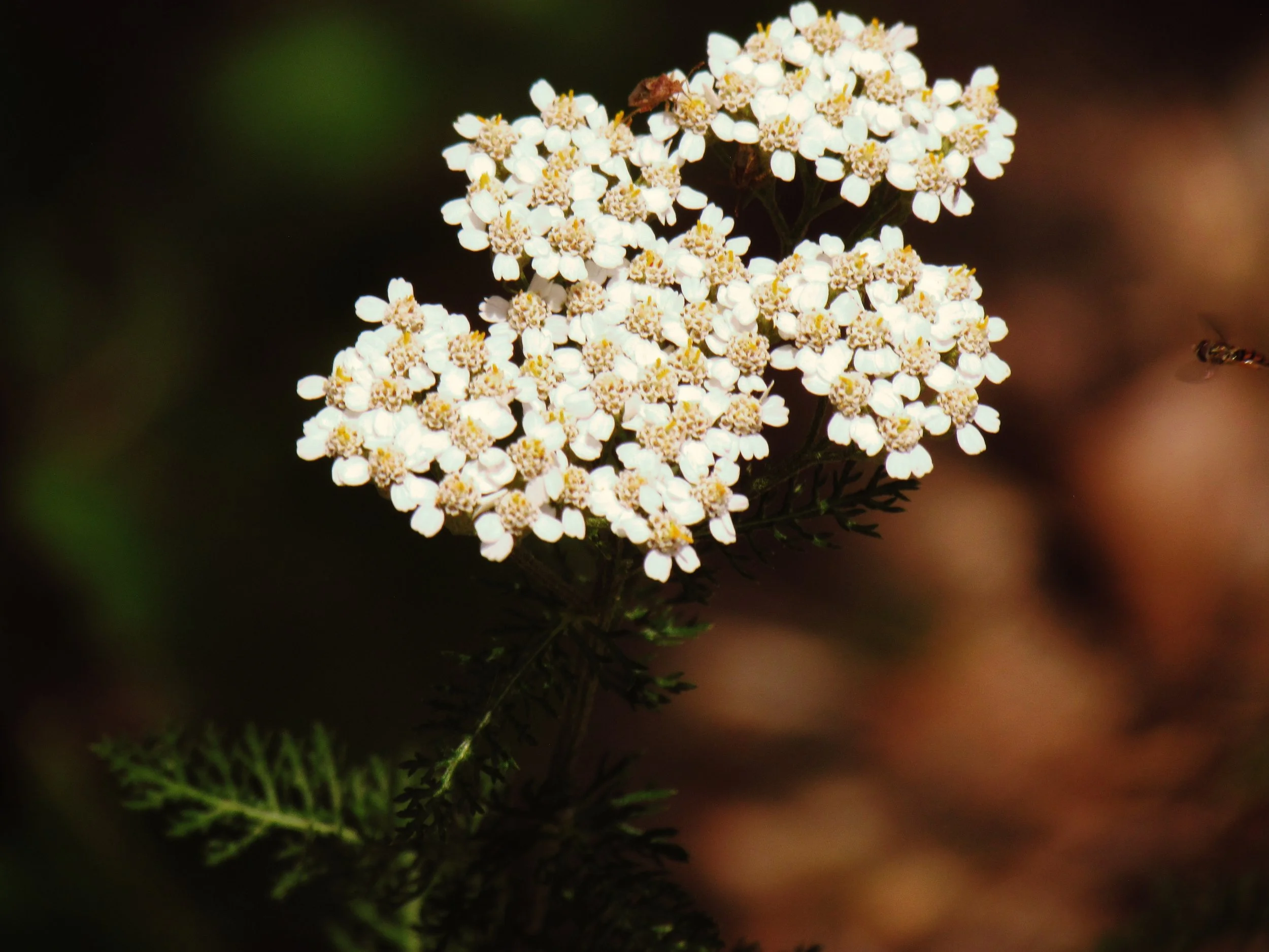A brown woodland with herbs, plants, and flowers