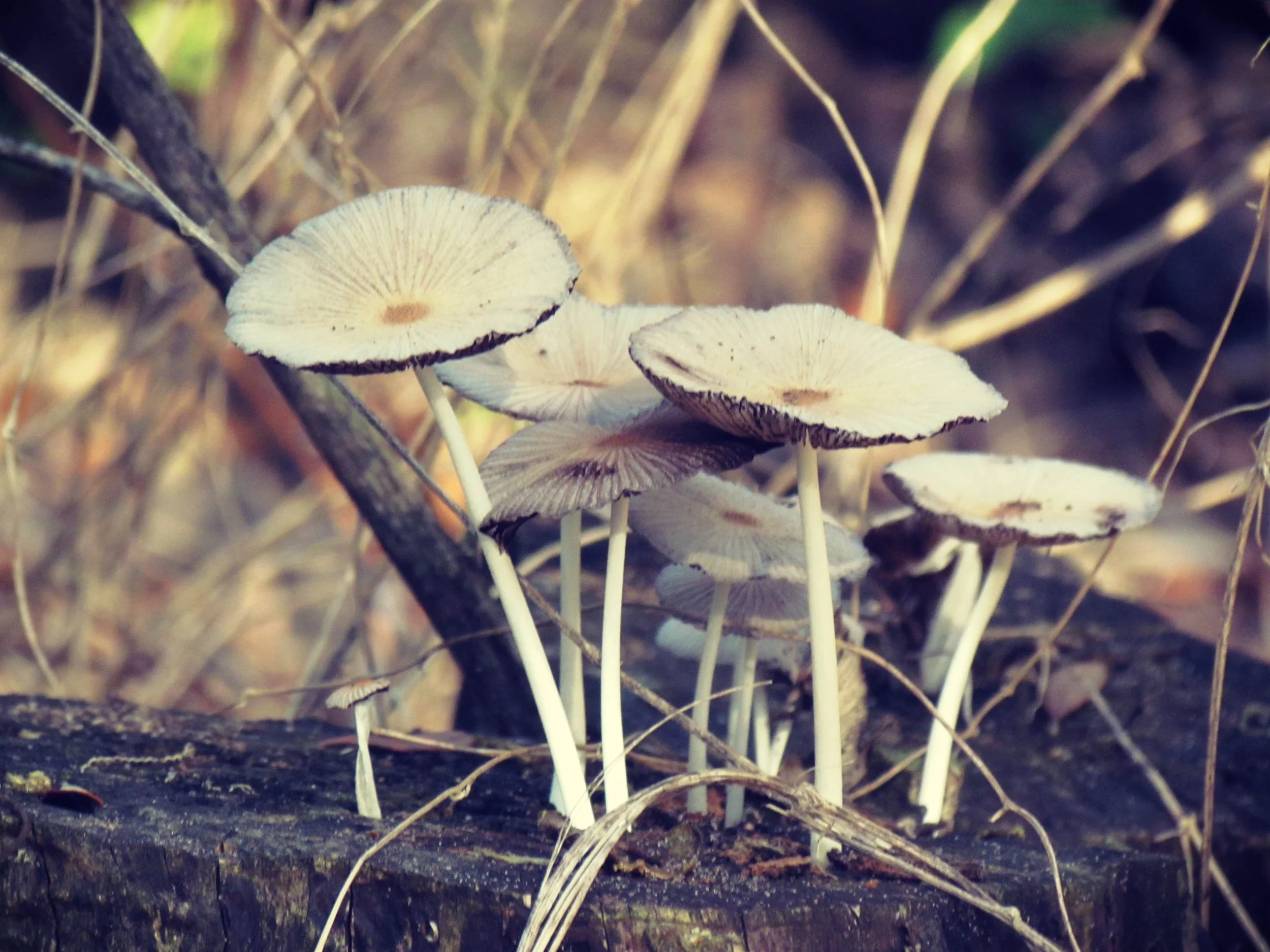 Plants By Laurali Botanical Style: DIY Goddess Hekate Mushroom Key