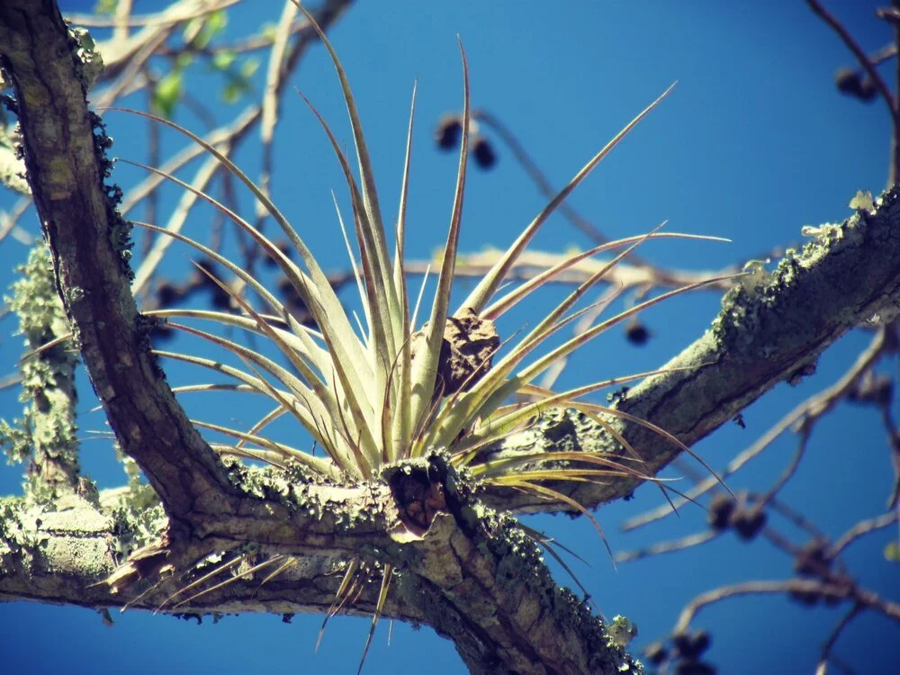 air plant growing in an oak tree against blue skies in Florida