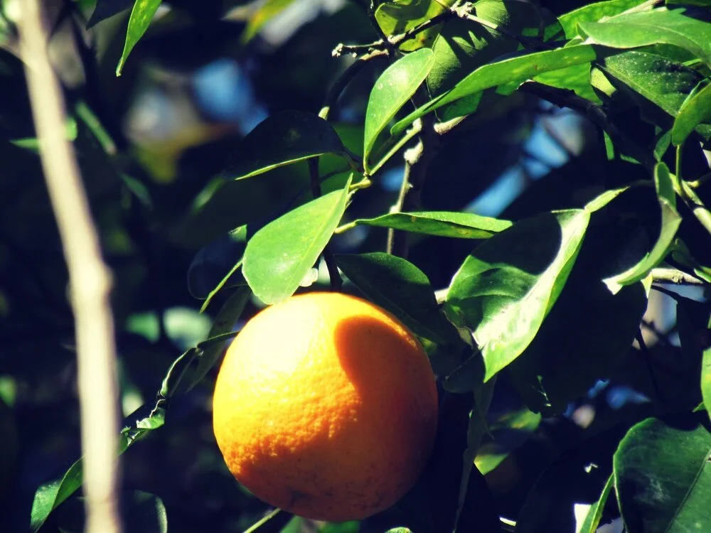 Florida wild orange grove in the woods
