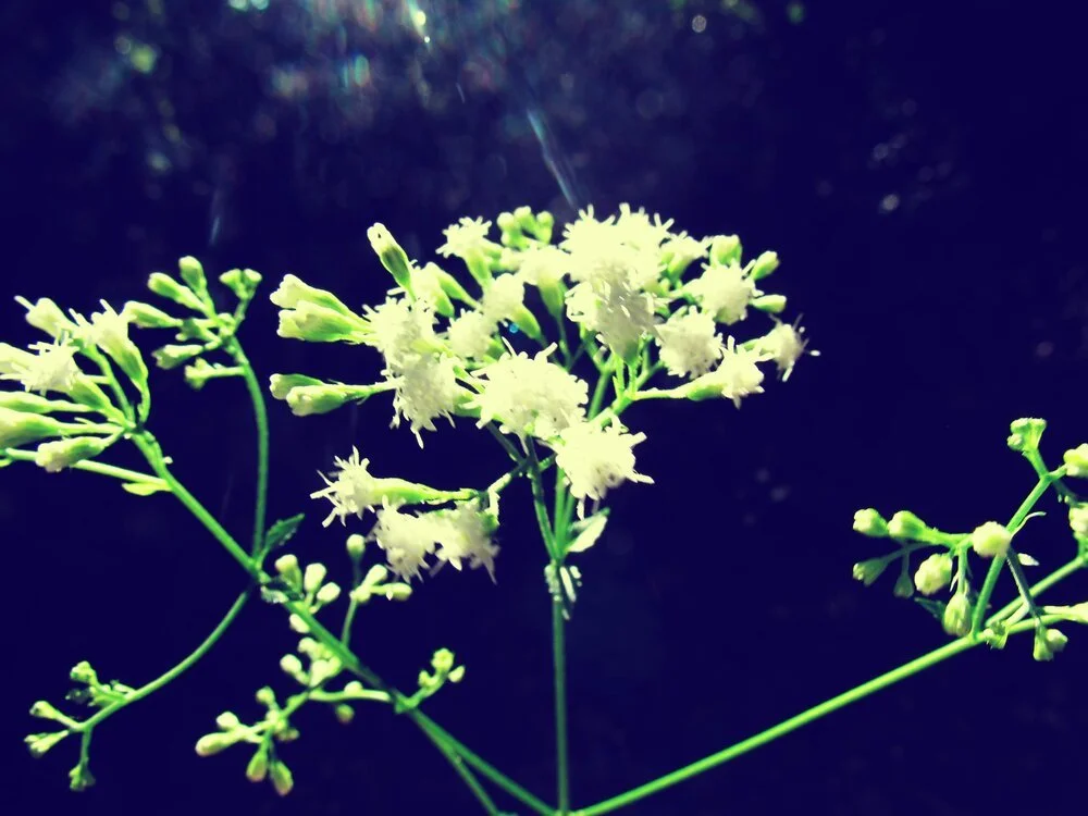 The Green Hearth Witch Ancestor Witchcraft: Deepening Ancestral Relationships