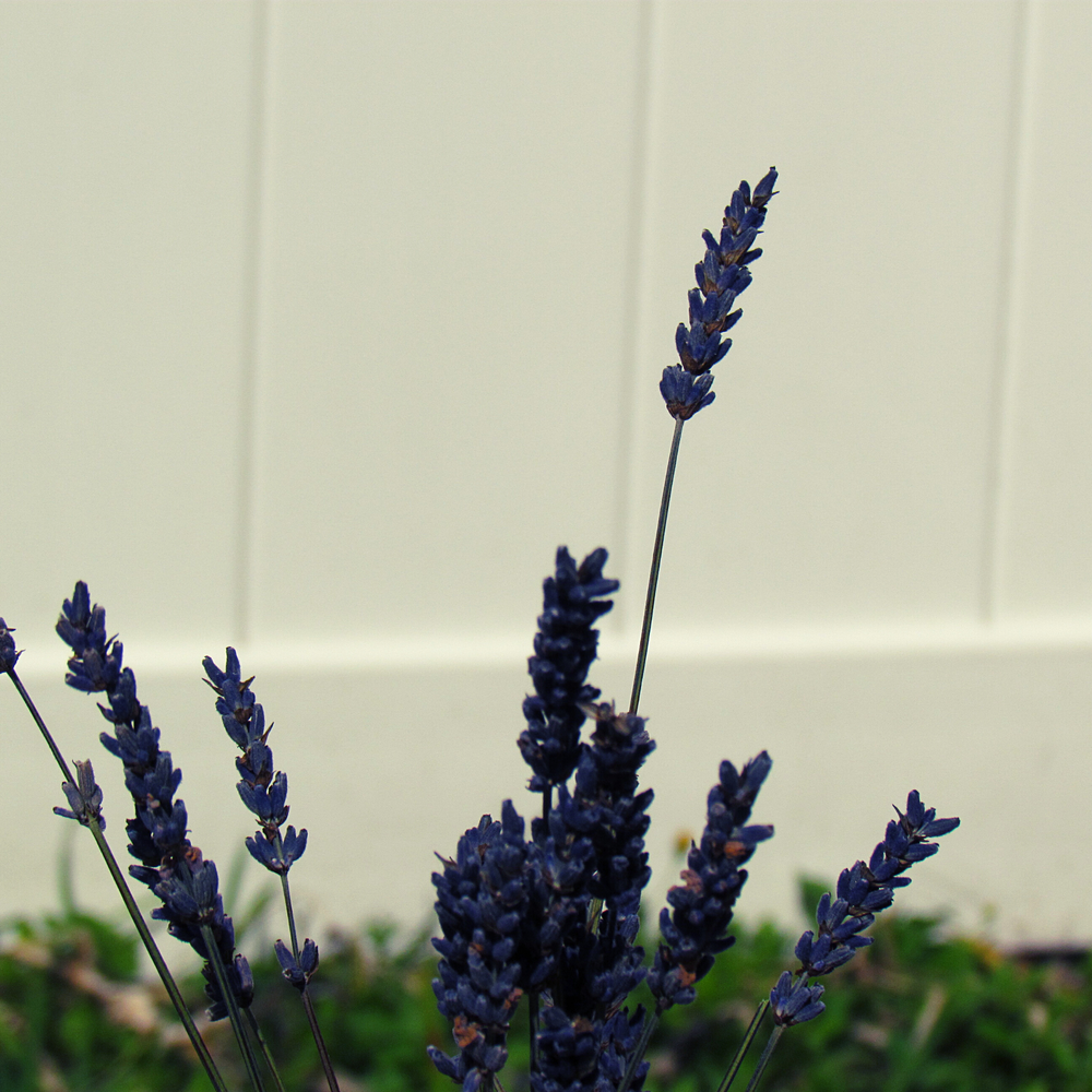lavender growing by a white garden gate in Mother Nature