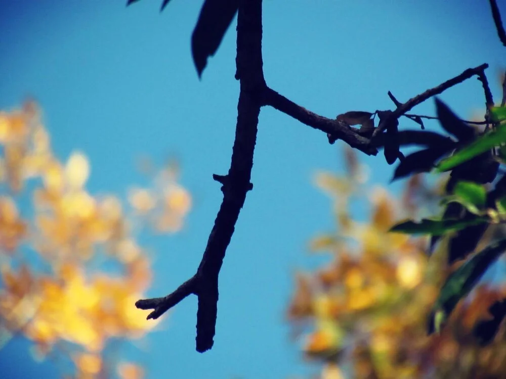 August Green Witch Forecast: The Transitional Point