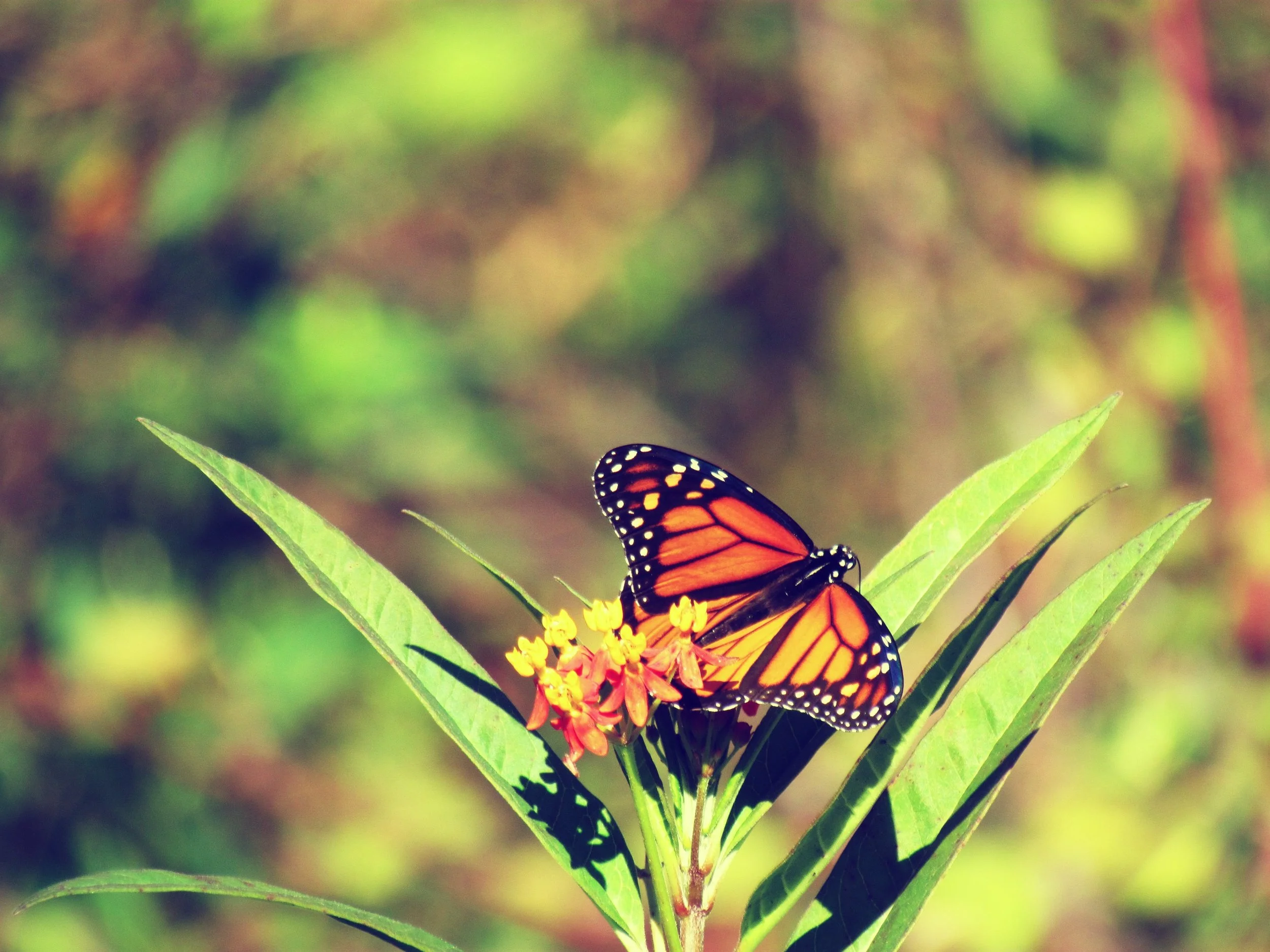 A painted lady butterfly pollinating butterfly weed in a green meadow