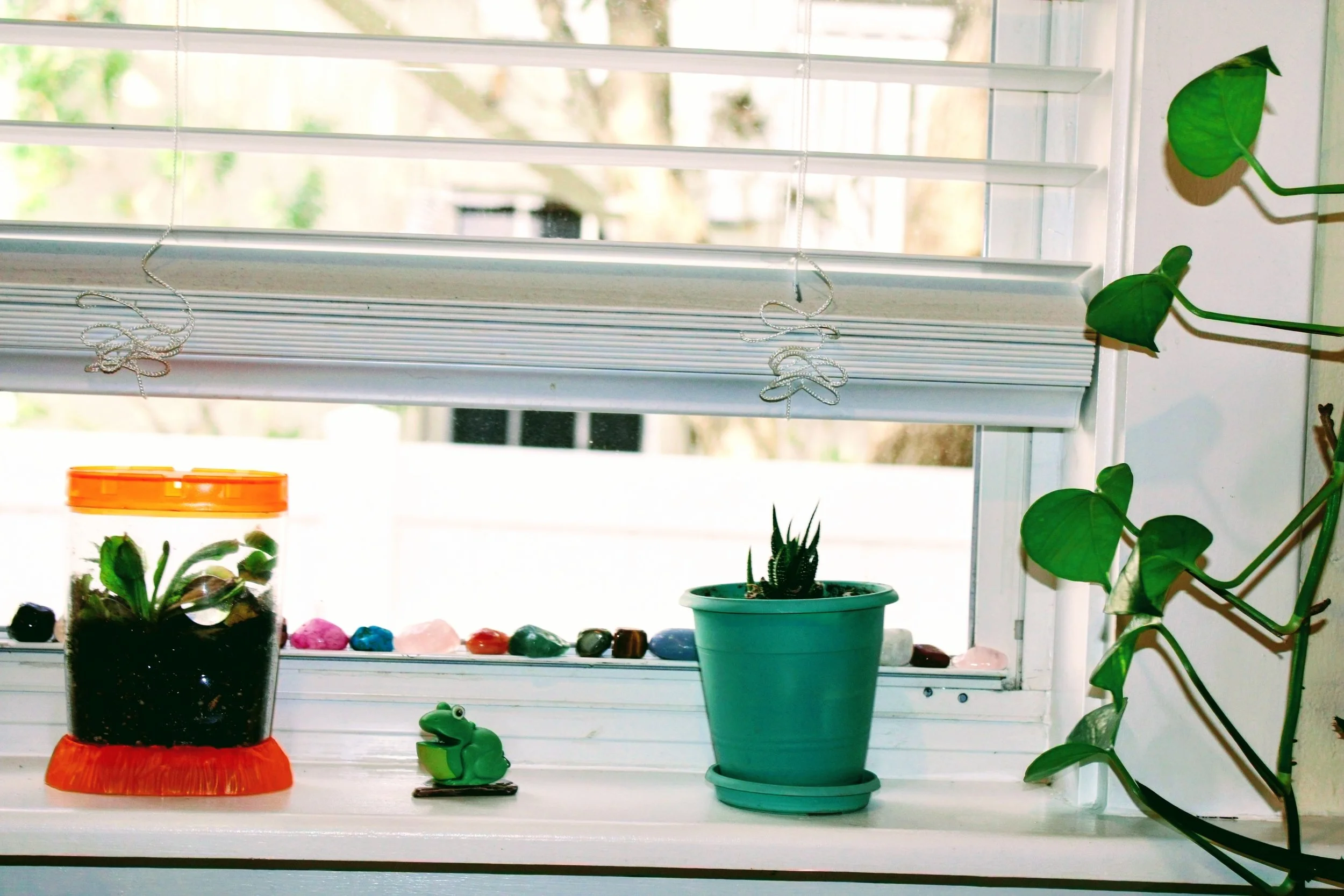 A windowsill with Venus flytrap, cactus, and golden pothos, and colorful crystals plus a cute frog toy