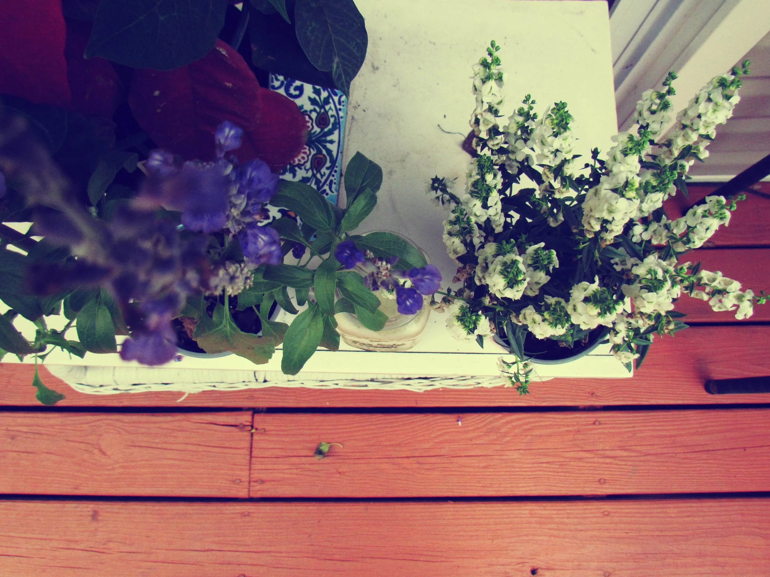 My Favorite Herbs for Medicinal Purposes