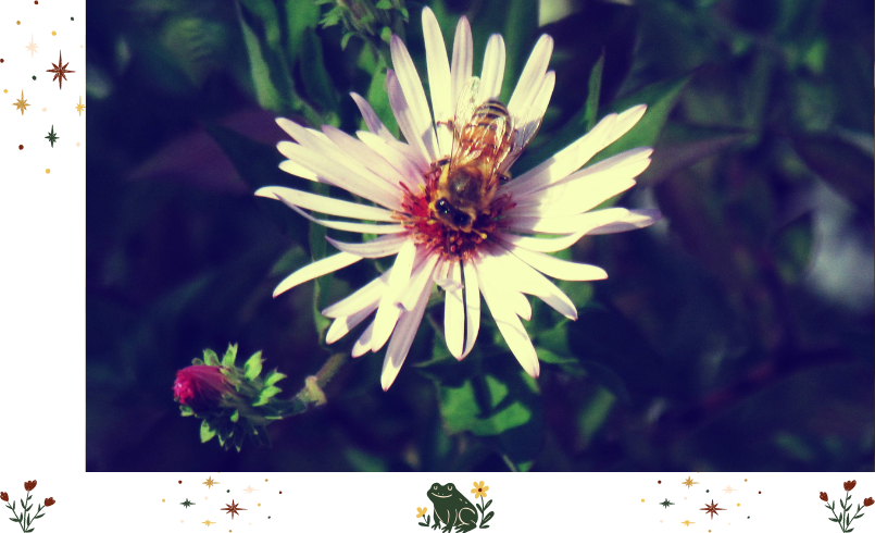 A cute bumblebee in the garden on a white flower