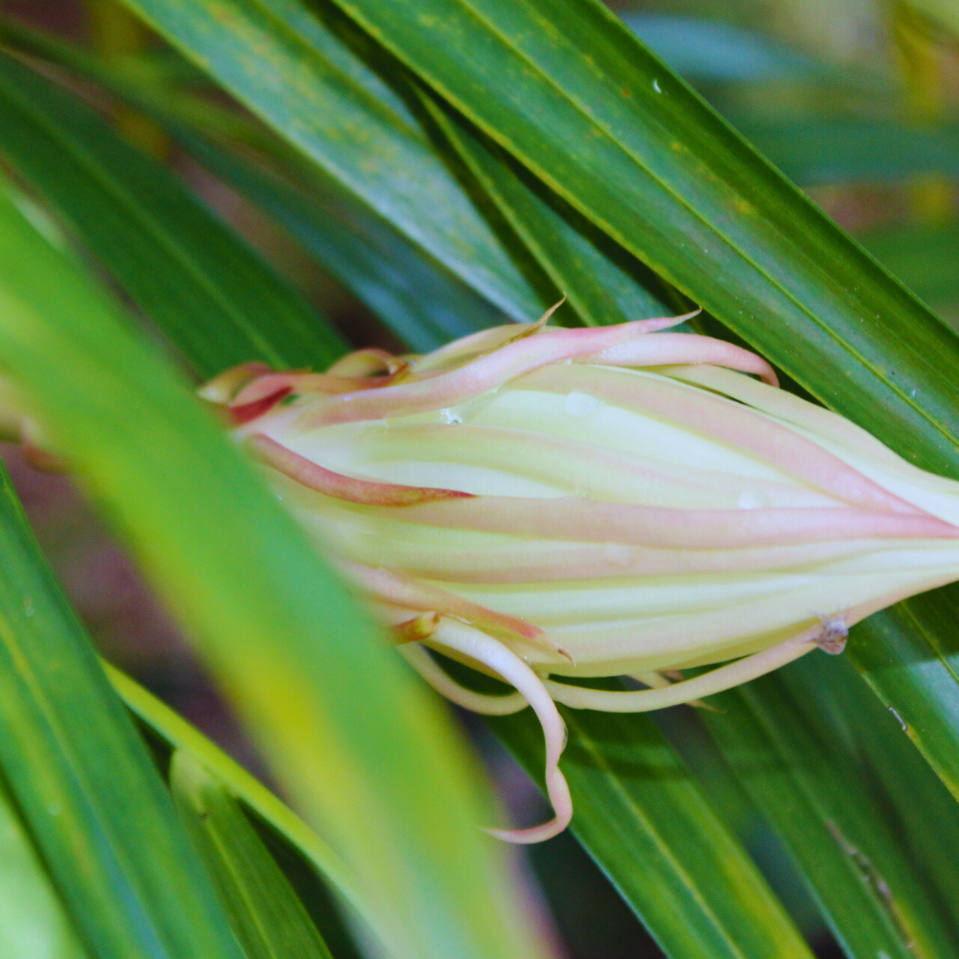 a night-blooming cereus in the moon garden in Florida