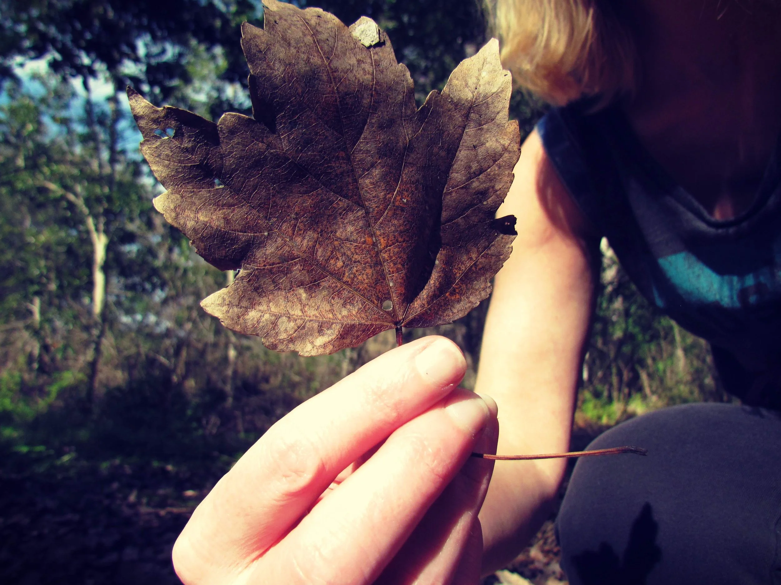 Rustic Golden Leaf Found in a Florida Meadow