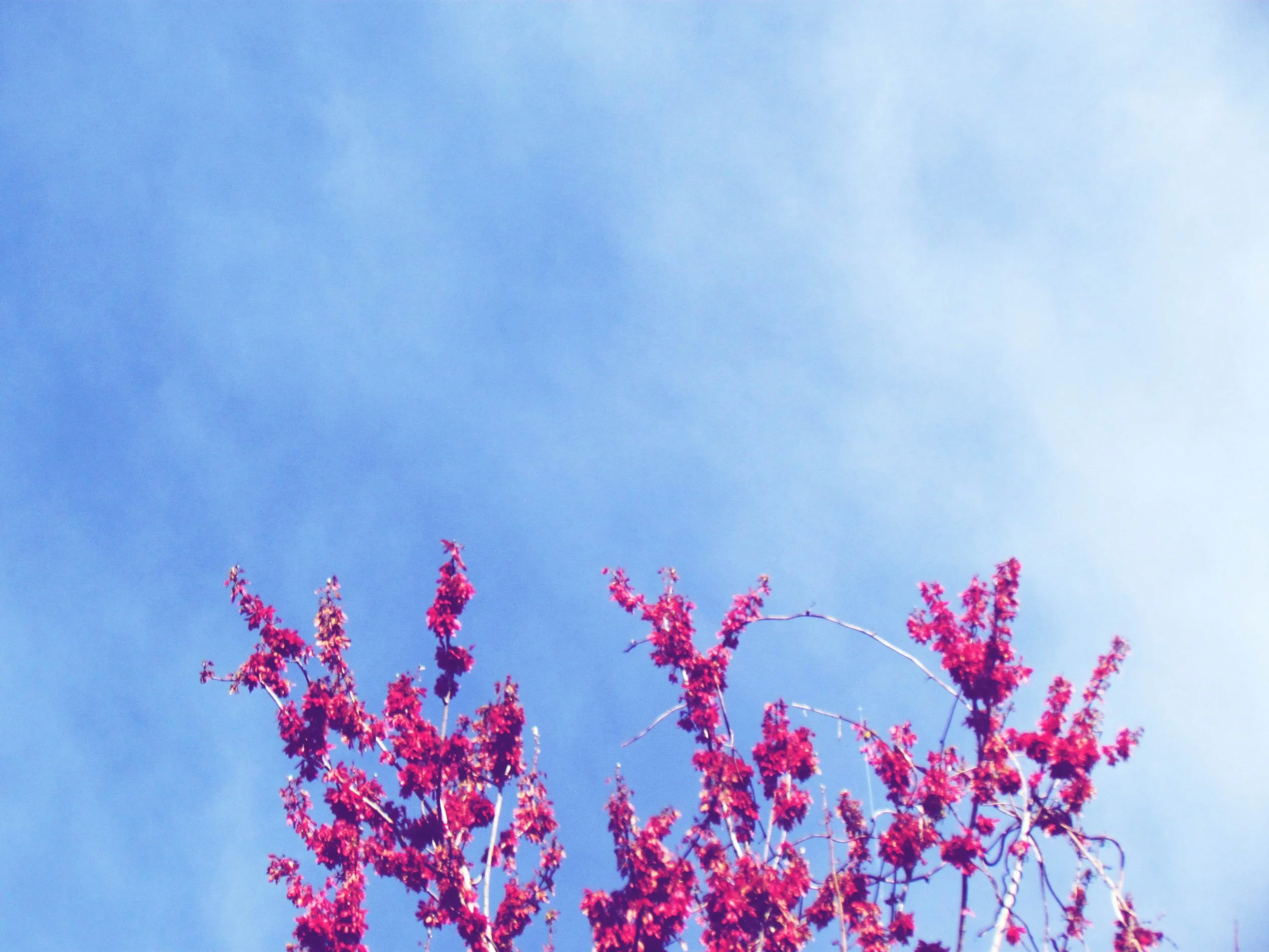 Blue skies and magenta colored flowering trees in Florida