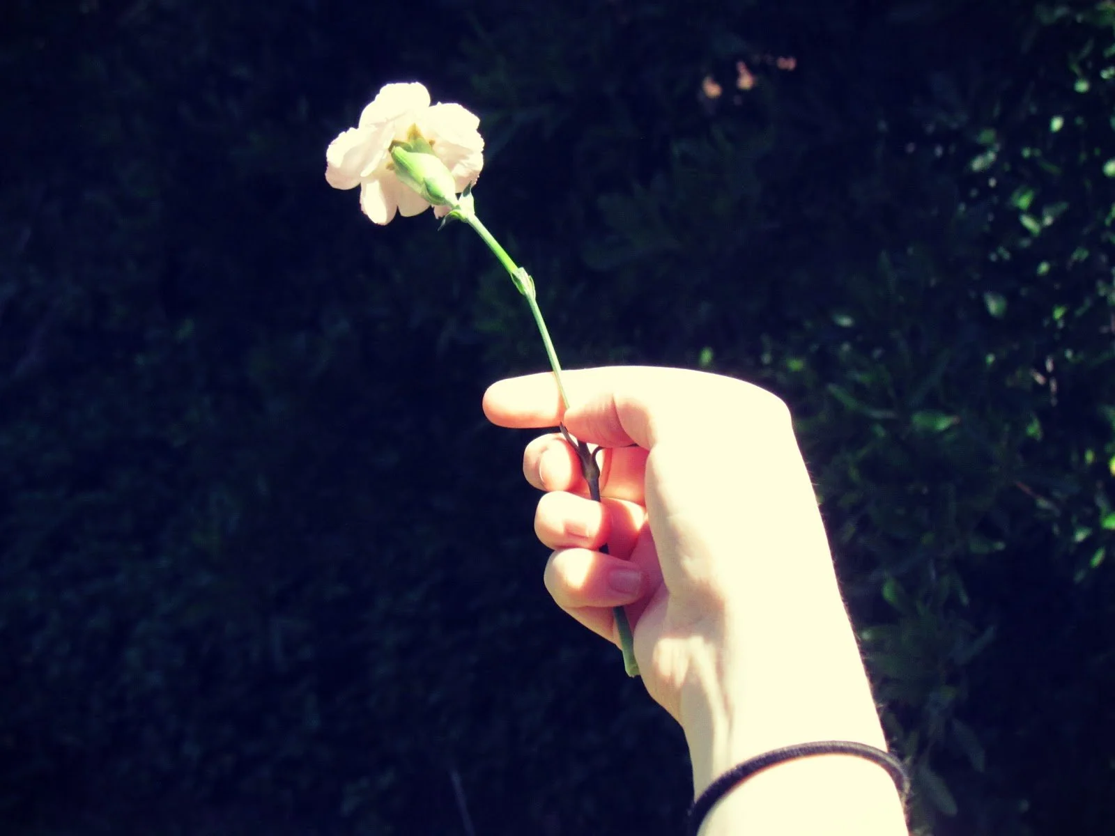A woman holding a flower in her pale hands in nature