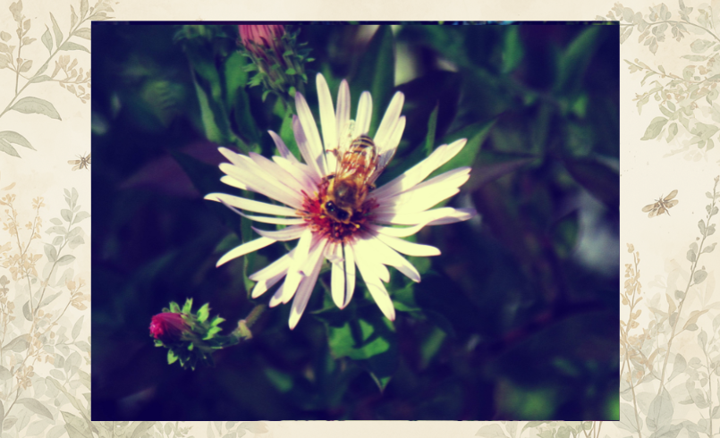 a cute bumble bee pollinating a white flower in the fairy garden