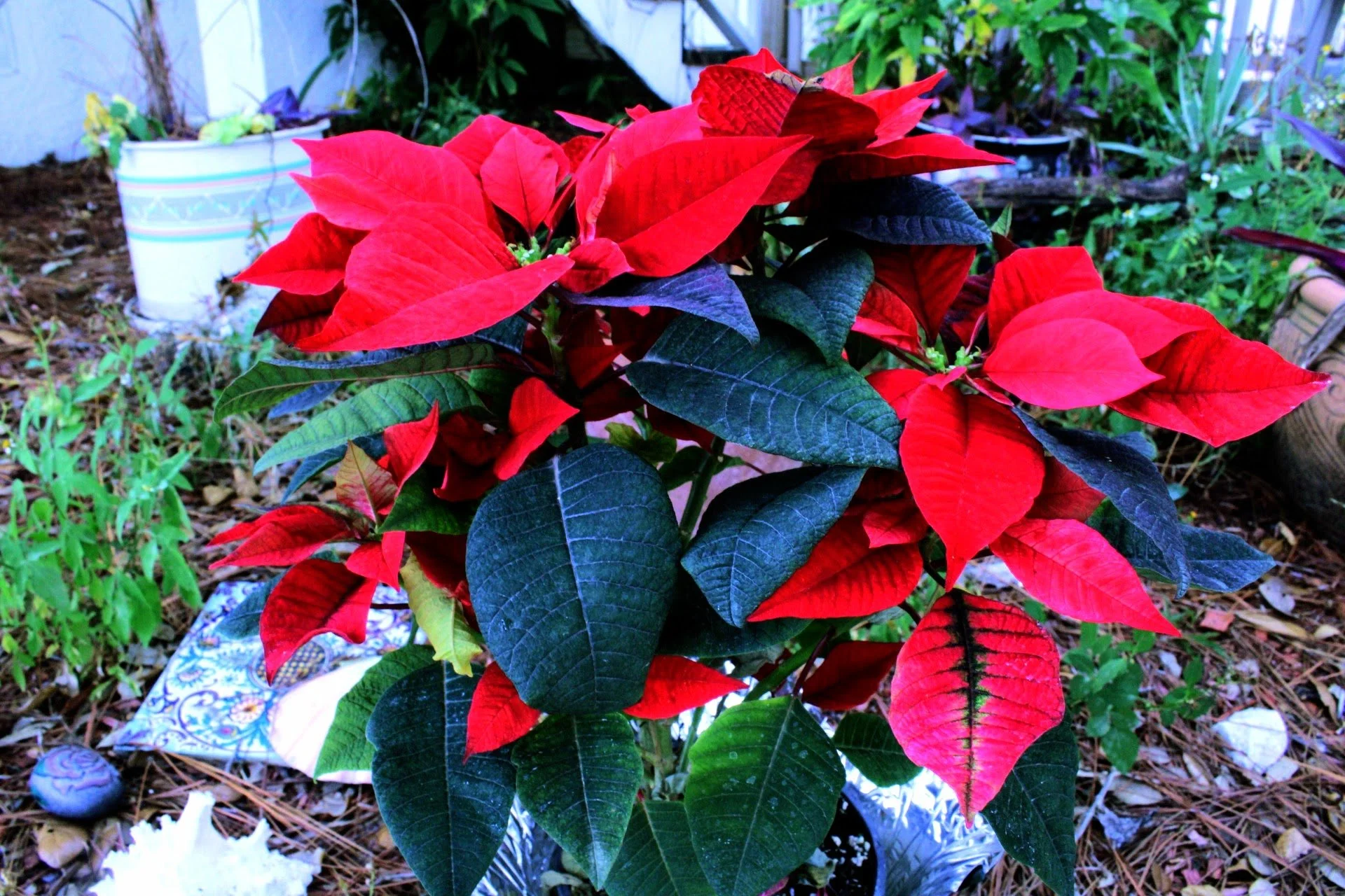 The Green Hearth Witch Yule Season Poinsettia Plant Profile