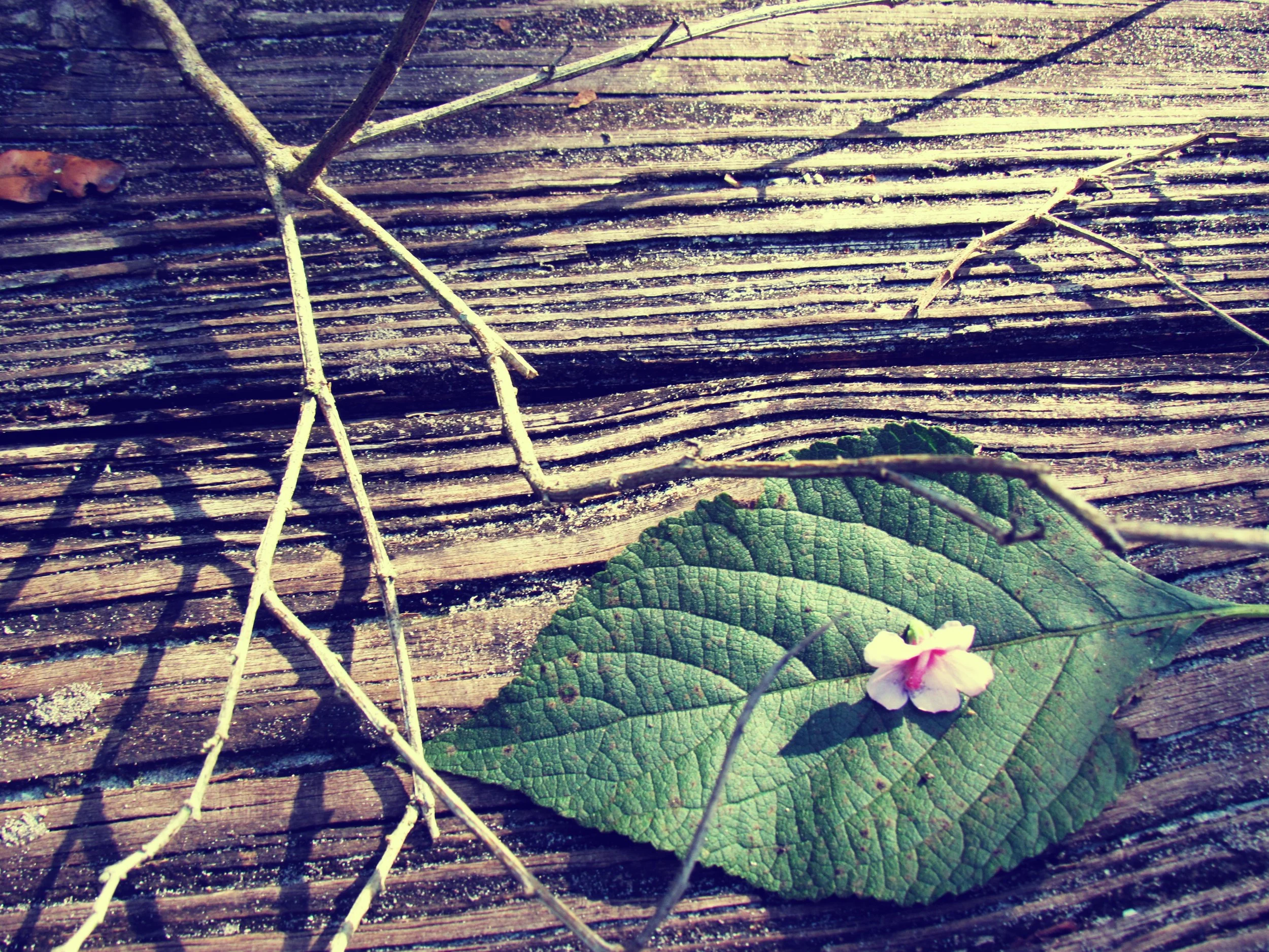 Plants By Laurali The Greek God Hermes: Communication Magic + Travel Spells