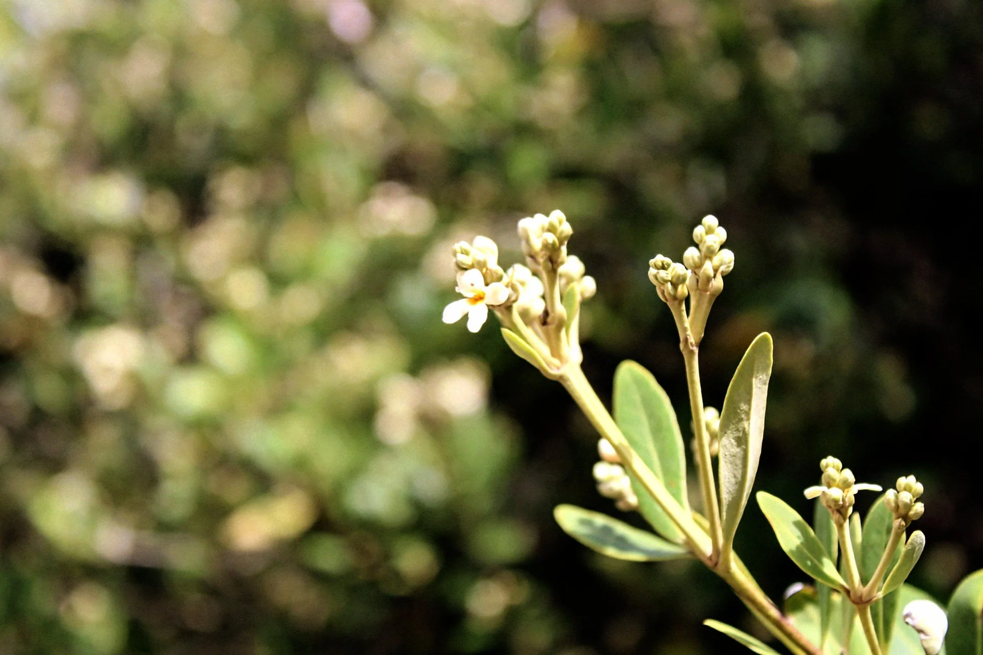A pretty white flower close-up in a magical forest meadow dotted with flowers