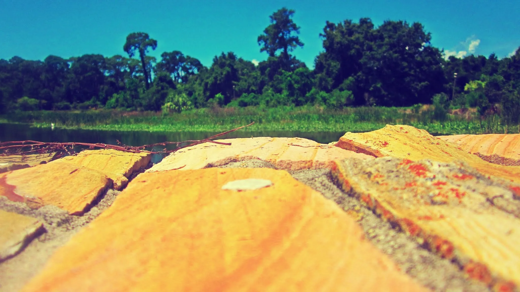 Rocks overlooking a Florida swamp with alligators