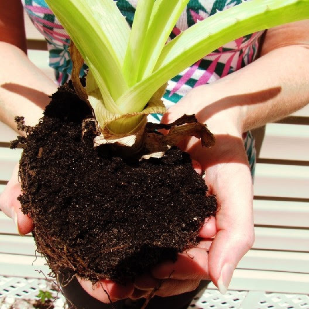 A woman holding an aloe vera plant with roots and soil