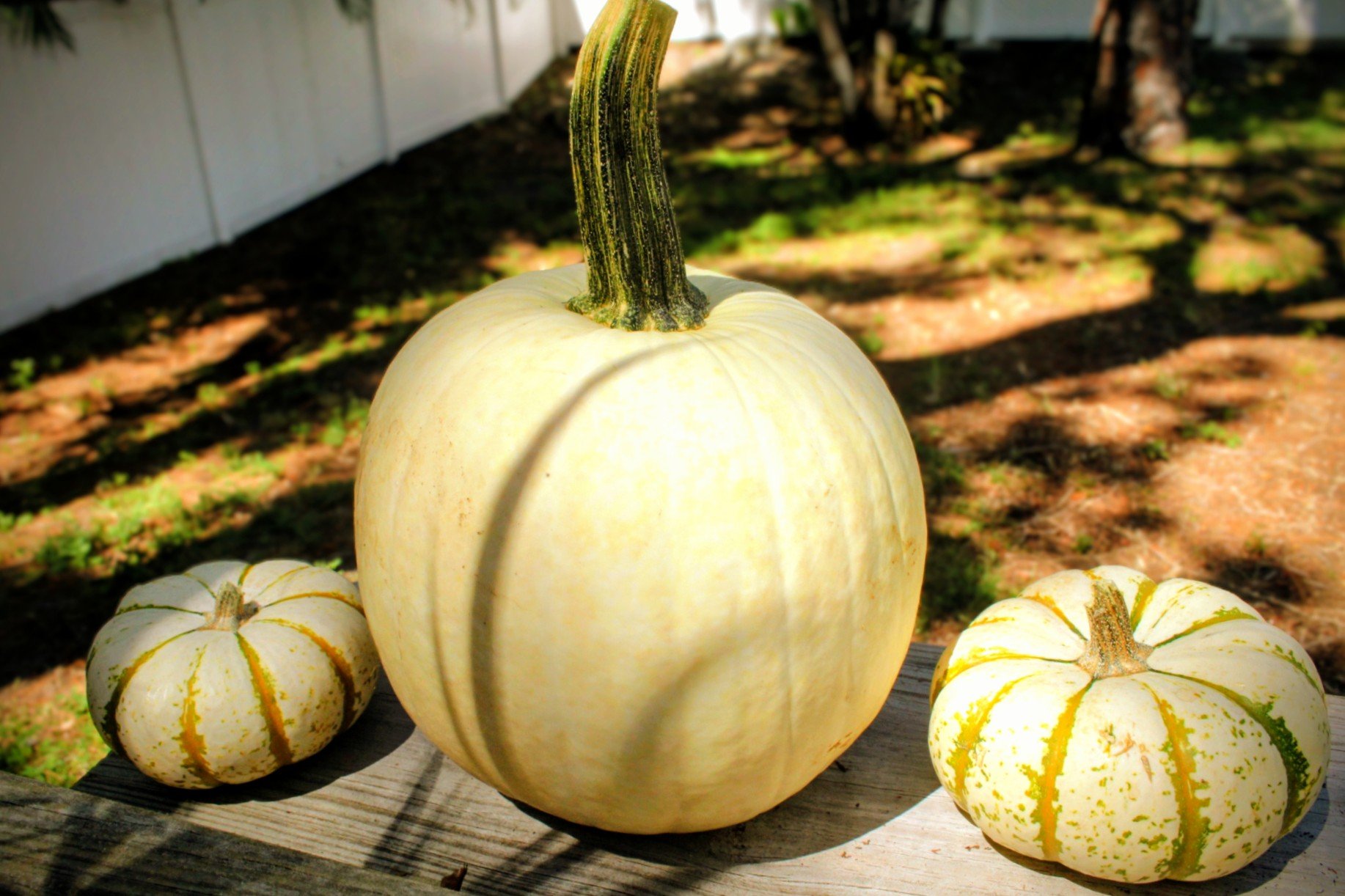Plants By Laurali Samhain Season Pumpkin Plant Profile