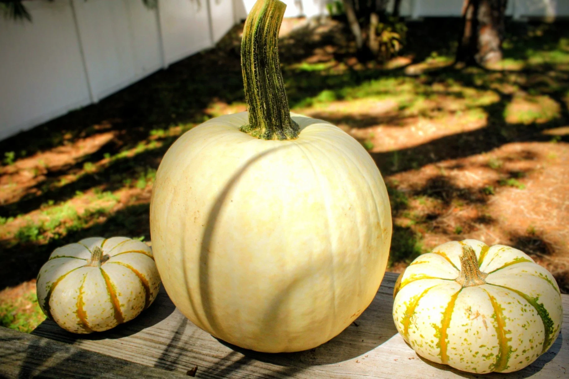 The Green Hearth Witch Samhain Season Pumpkin Plant Profile