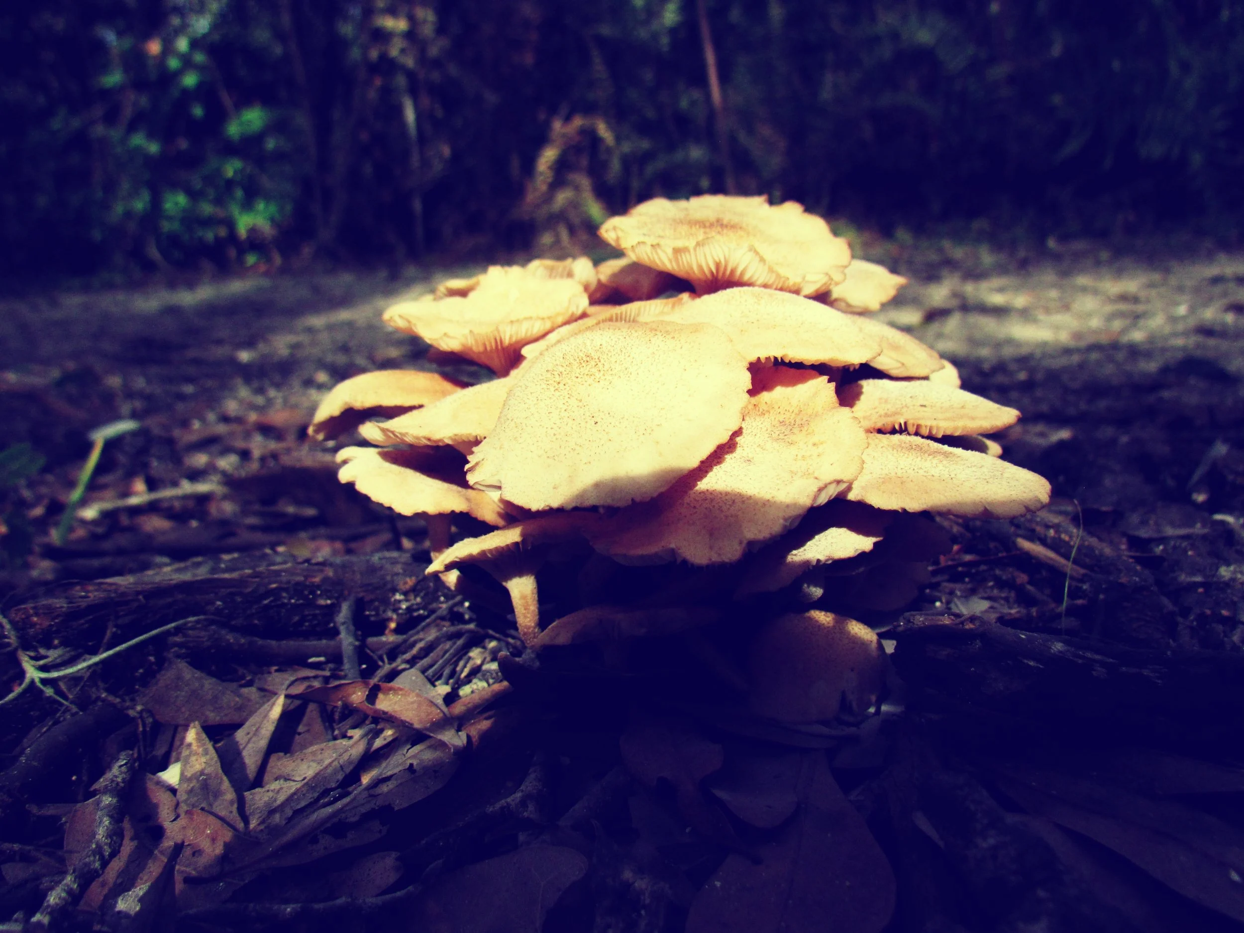 The Green Hearth Witch Dark Moon Magic Spells and Rituals