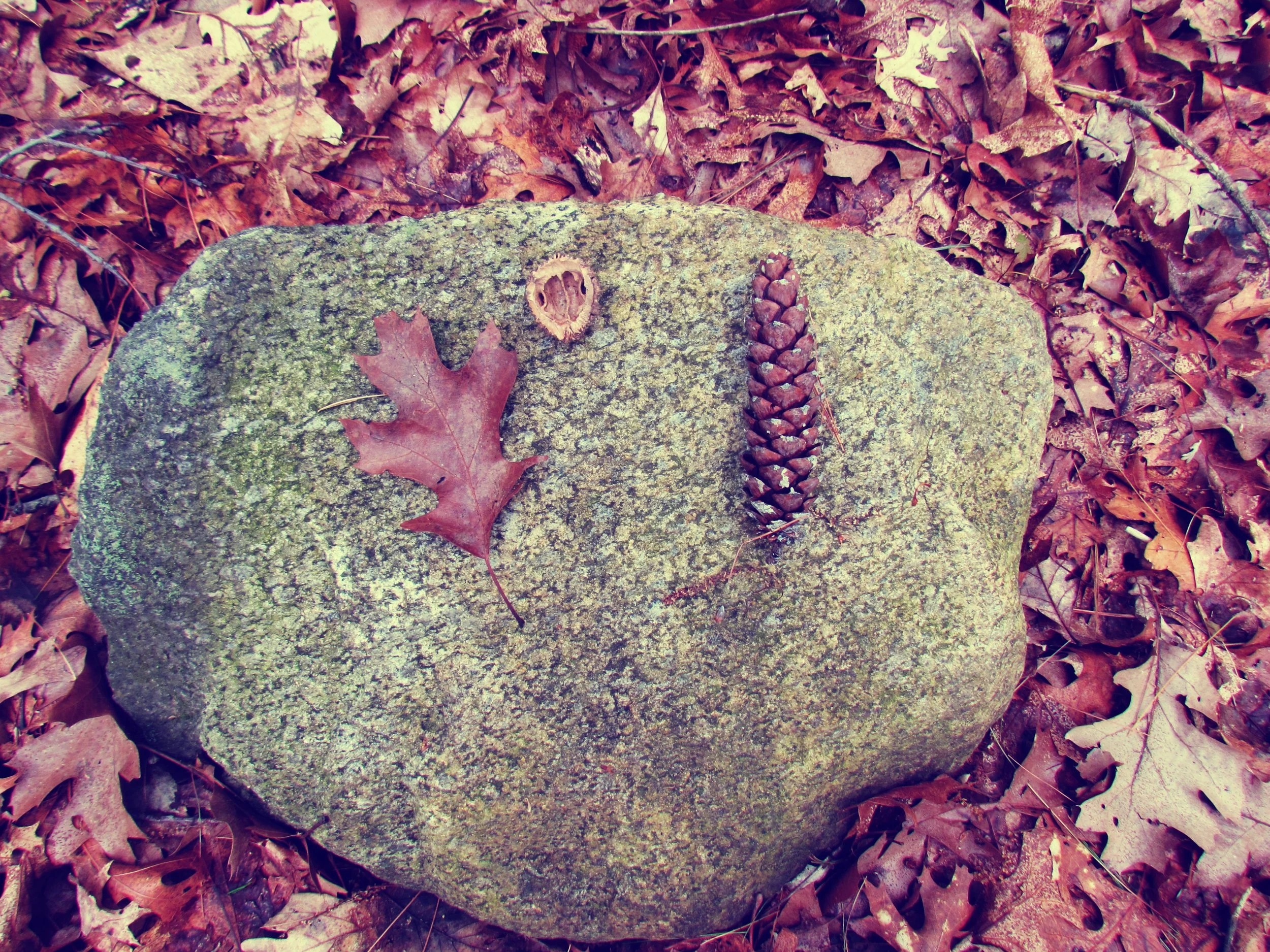A rock with autumn leaves, acorns, and pinecones