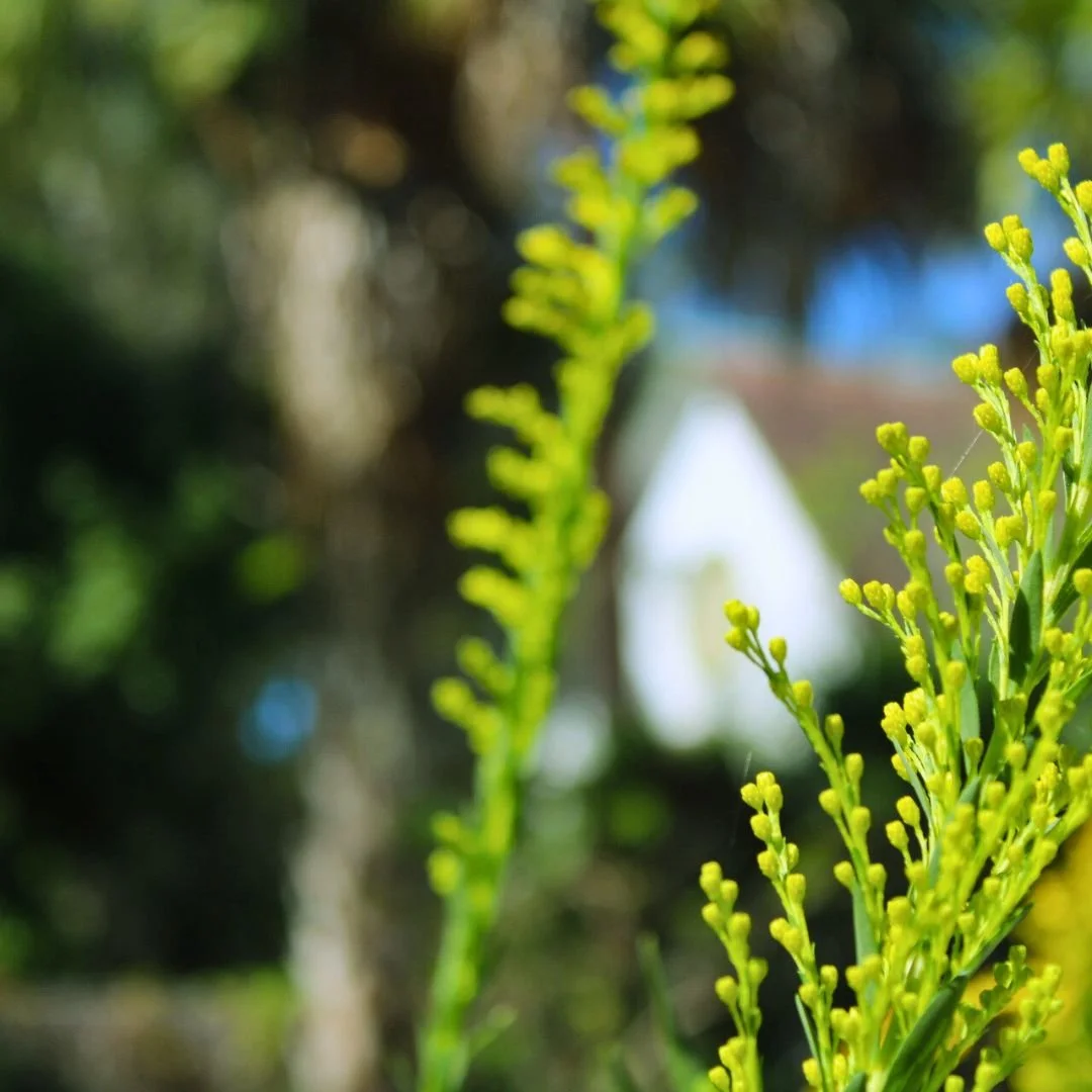 Wildly growing goldenrod with a wedding chapel in the background at the park