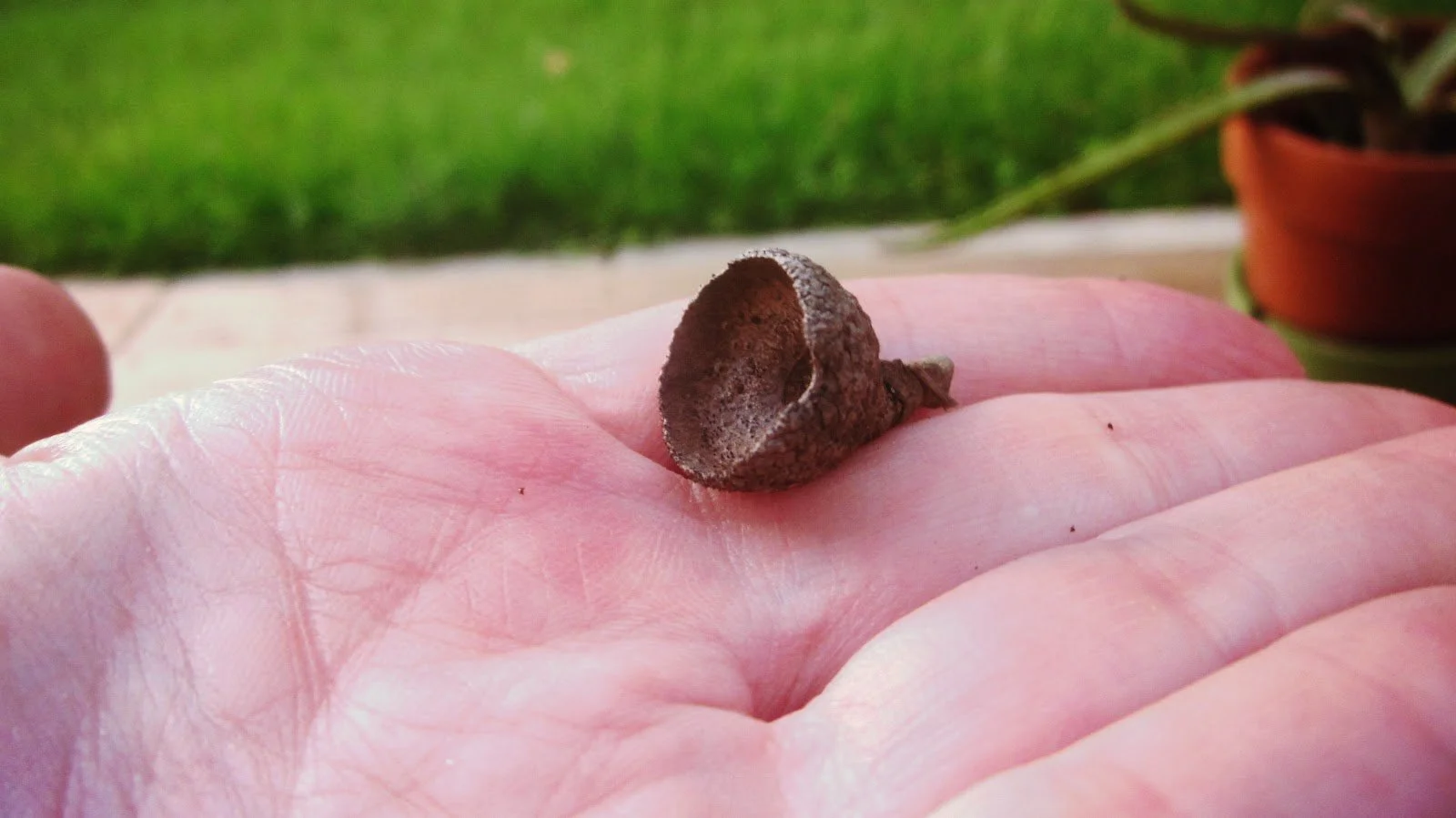 Holding acorns in the palm of my hand