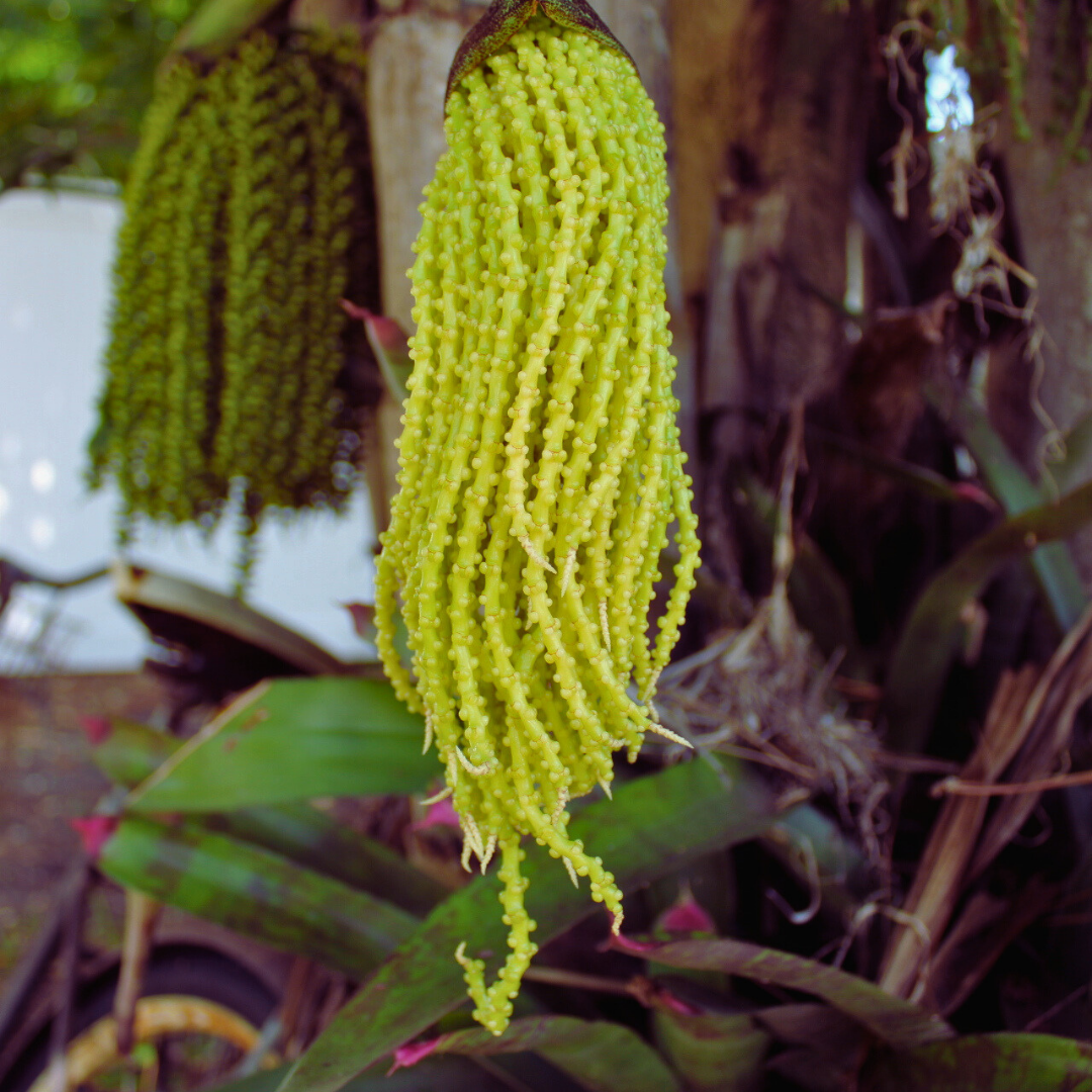 Weird flowering plant draping from a tree