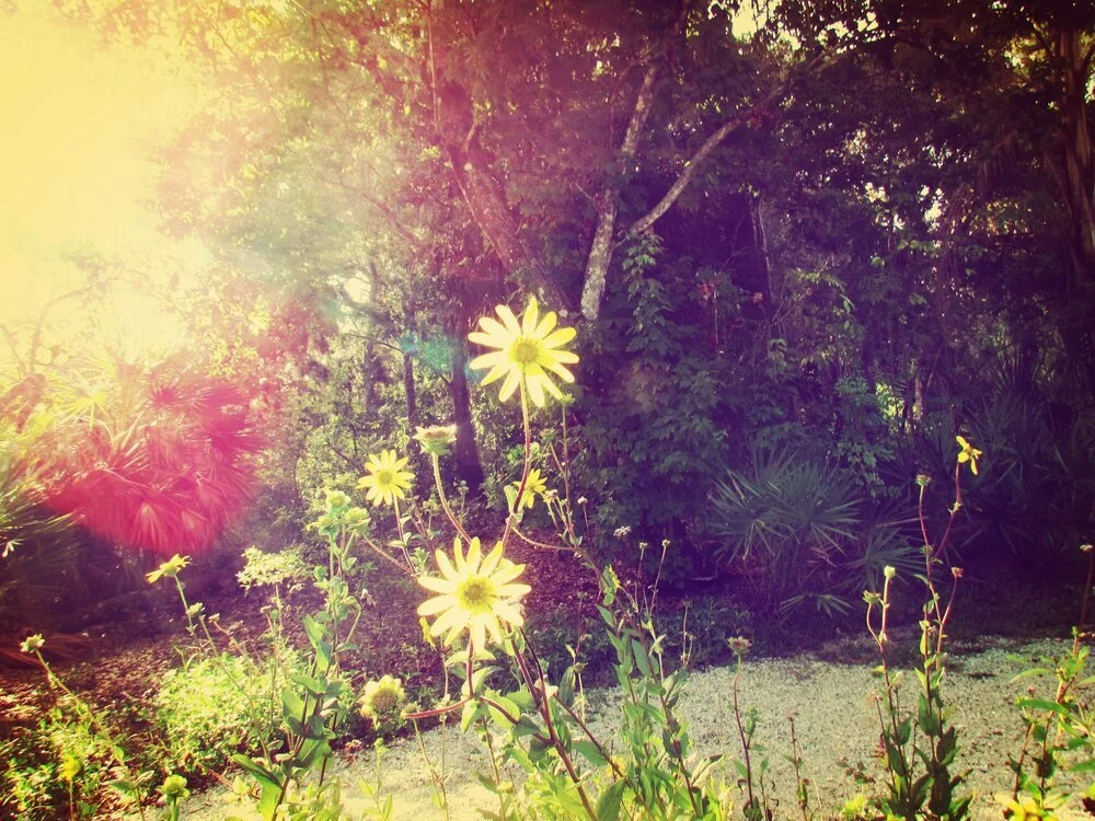 a field of wildflowers native to Florida with colorful sunlight
