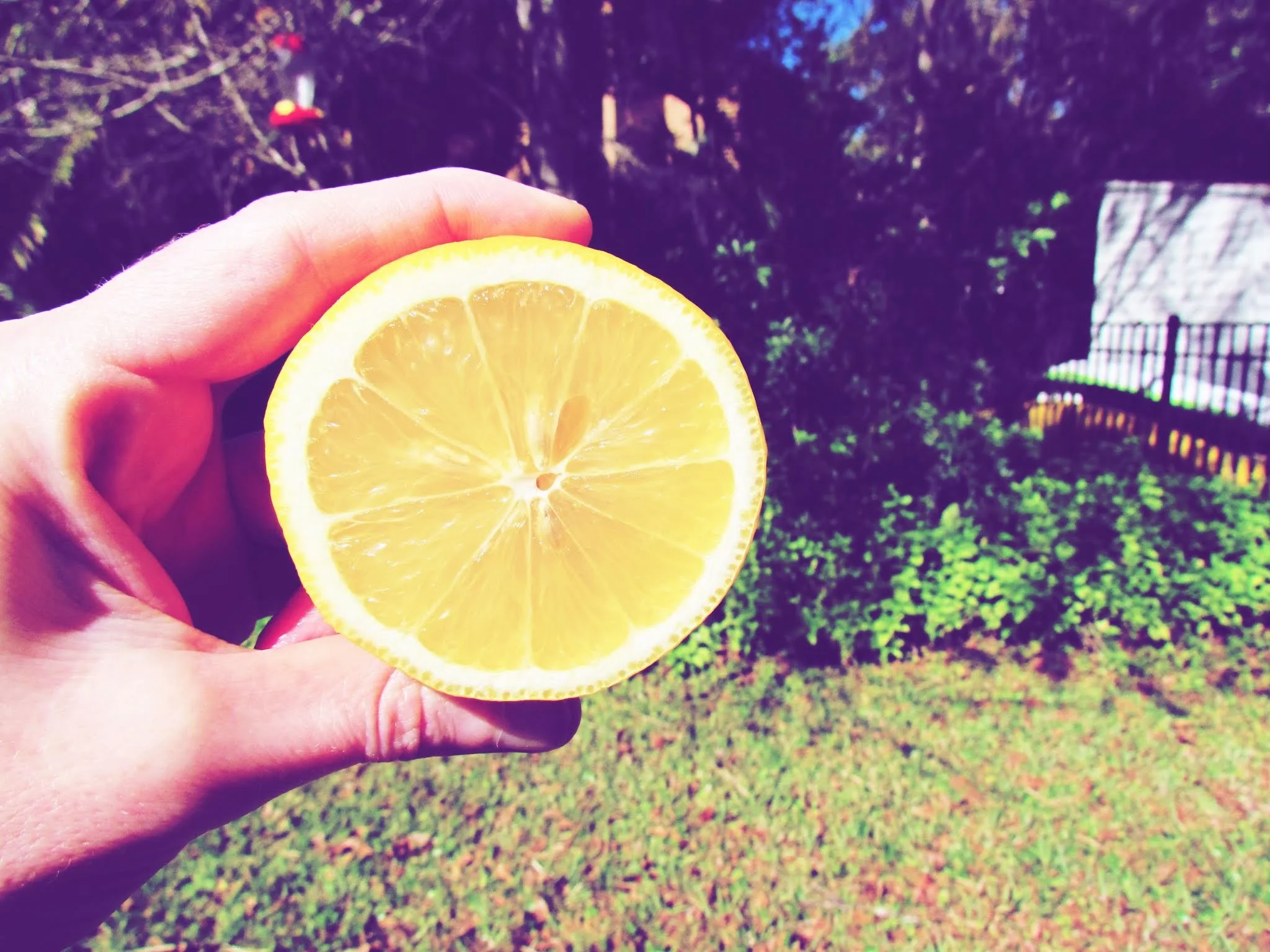 A woman holding a lemon against dark green grass in a Florida backyard