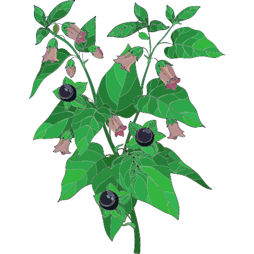 Belladonna deadly Nightshade purple plant illustration