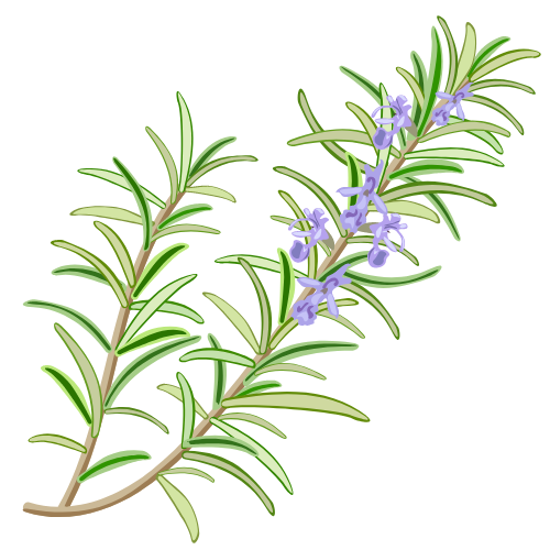 Rosemary plant with flowers