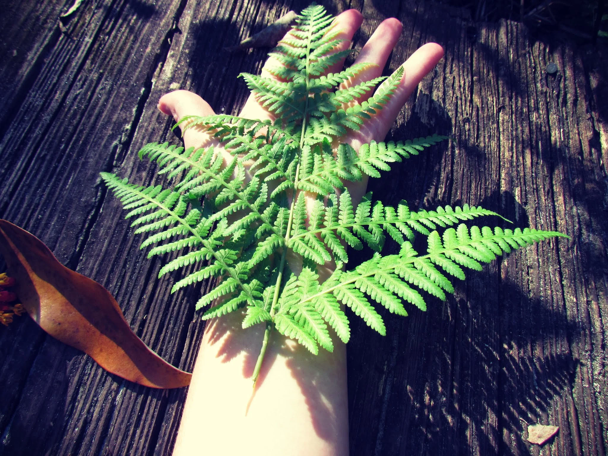 The Green Hearth Witch Green Witchcraft Wellness: Healing Remedies From the Wild