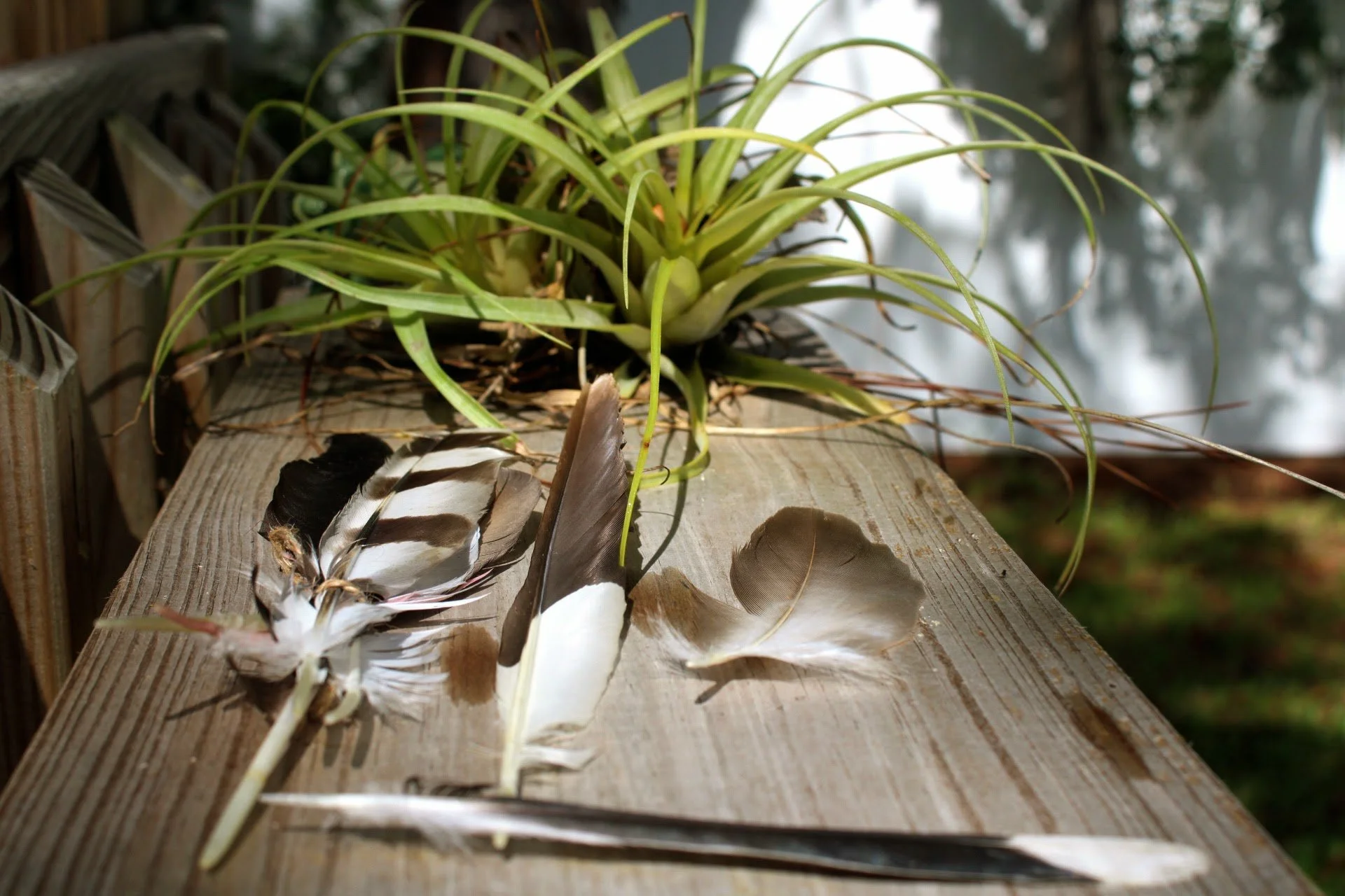 feathers and air plants