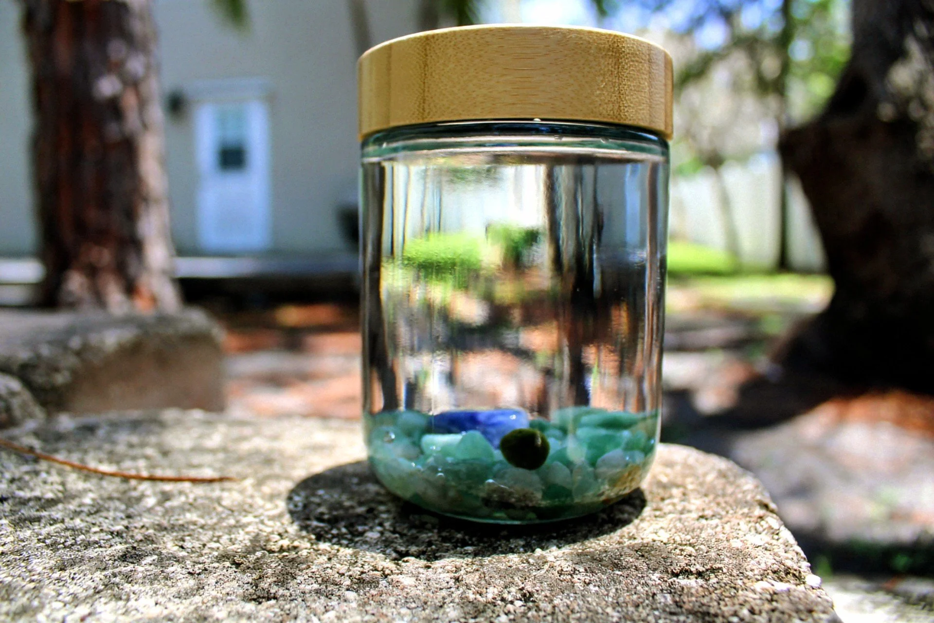 marimo moss ball aquarium in the backyard
