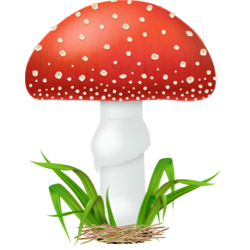 Red fly agaric mushroom illustration