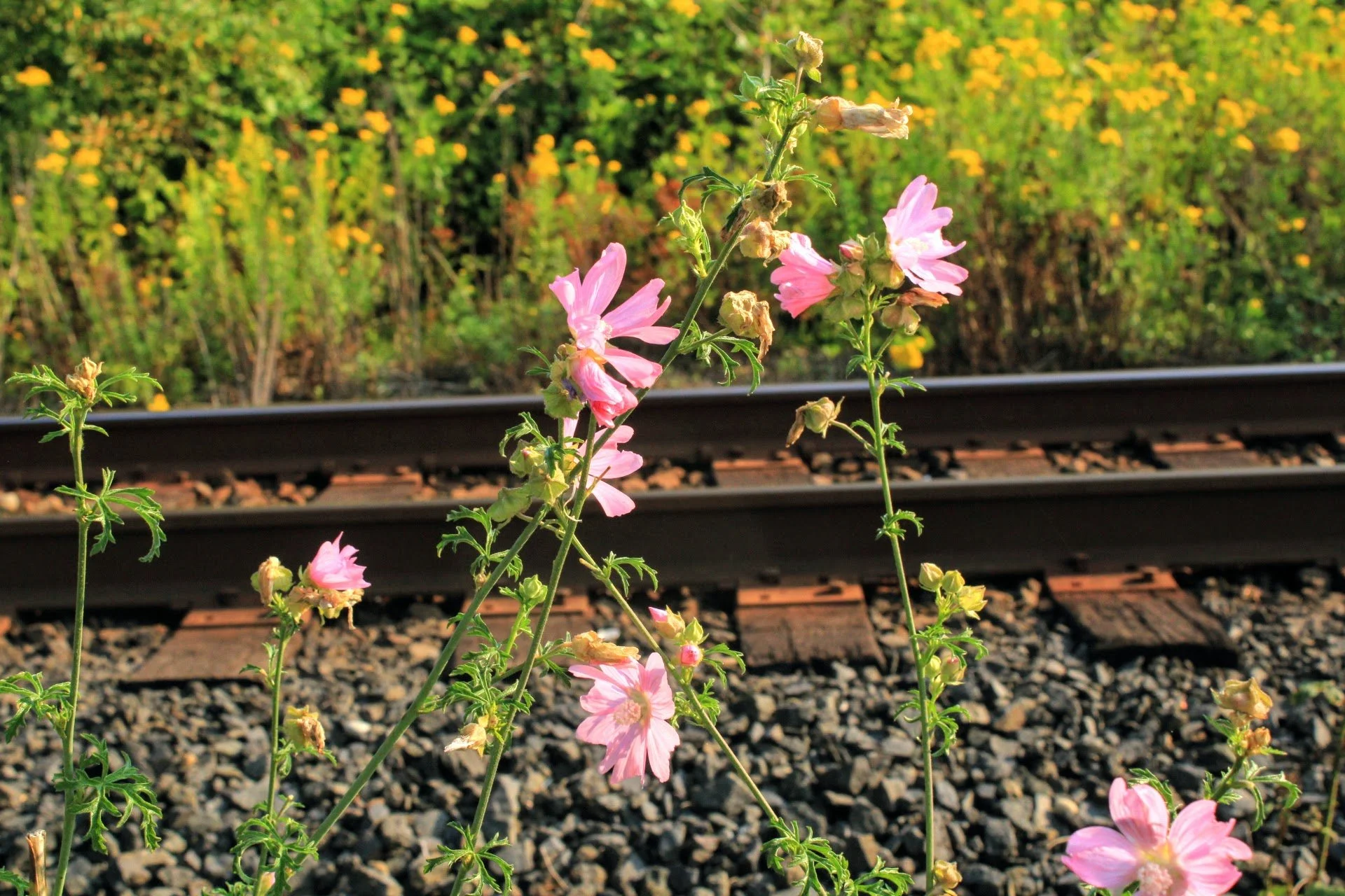 Railroad tracks and pink flowers in the wild