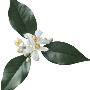 Pretty orange blossom flowers with dark leafy greens