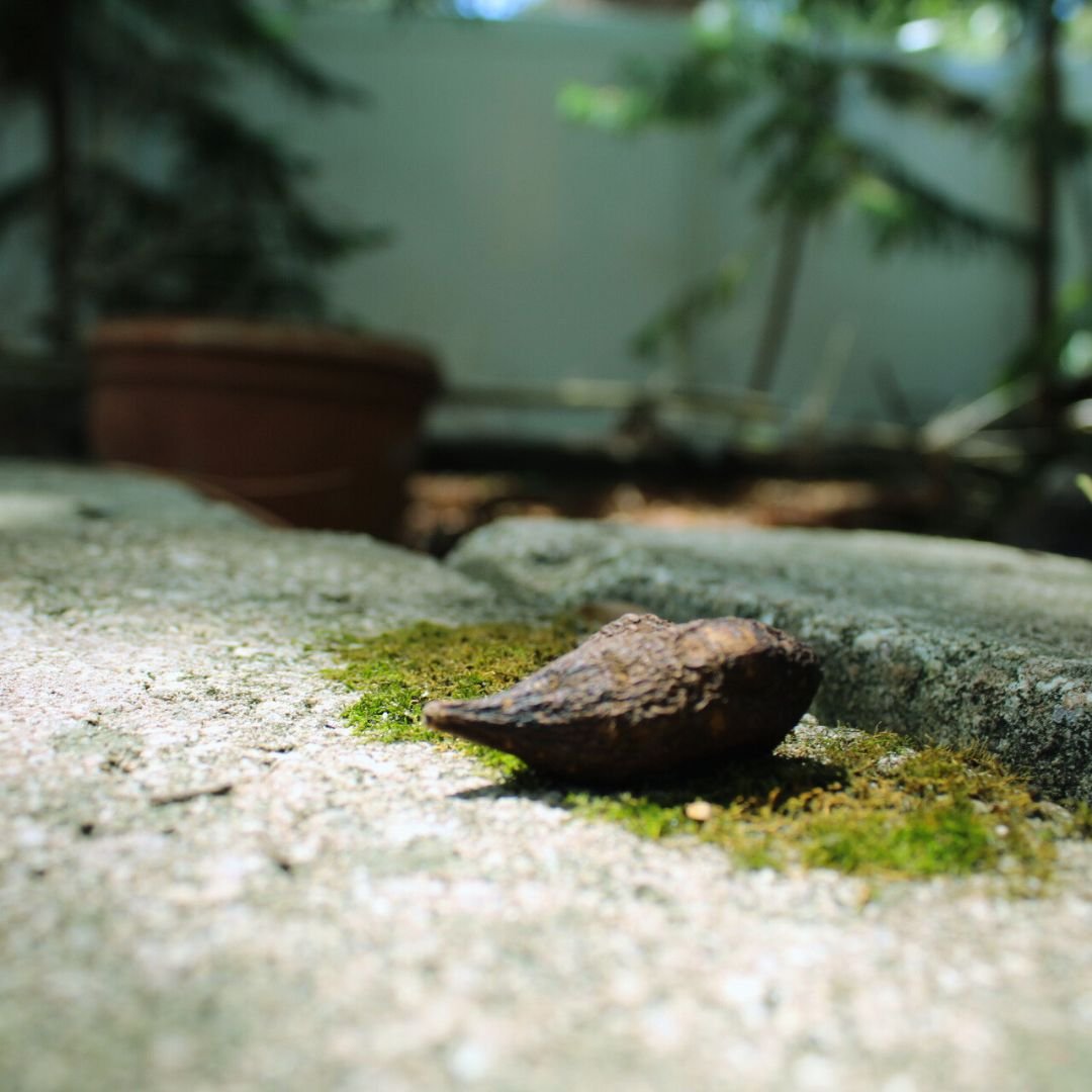 a conqueror root sitting on a moss covered rock in the backyard