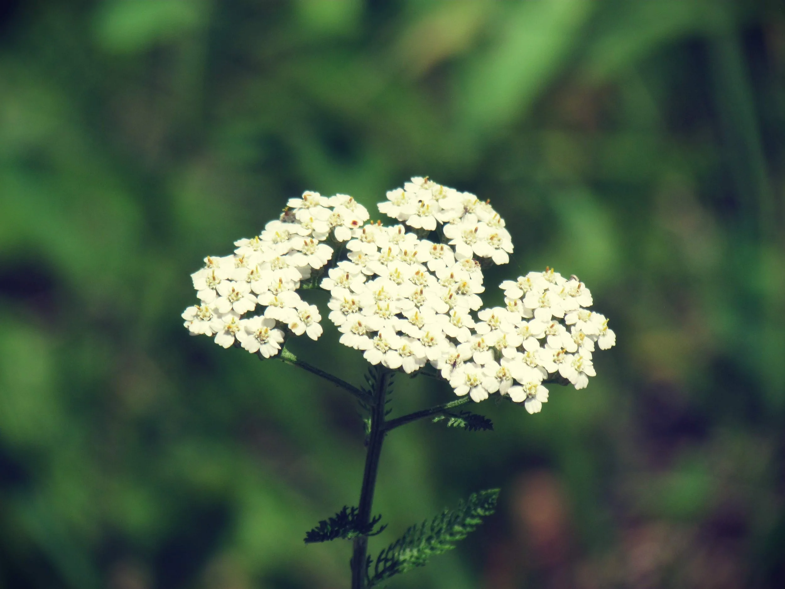 yarrow flowers in a deep, dark emerald green forest