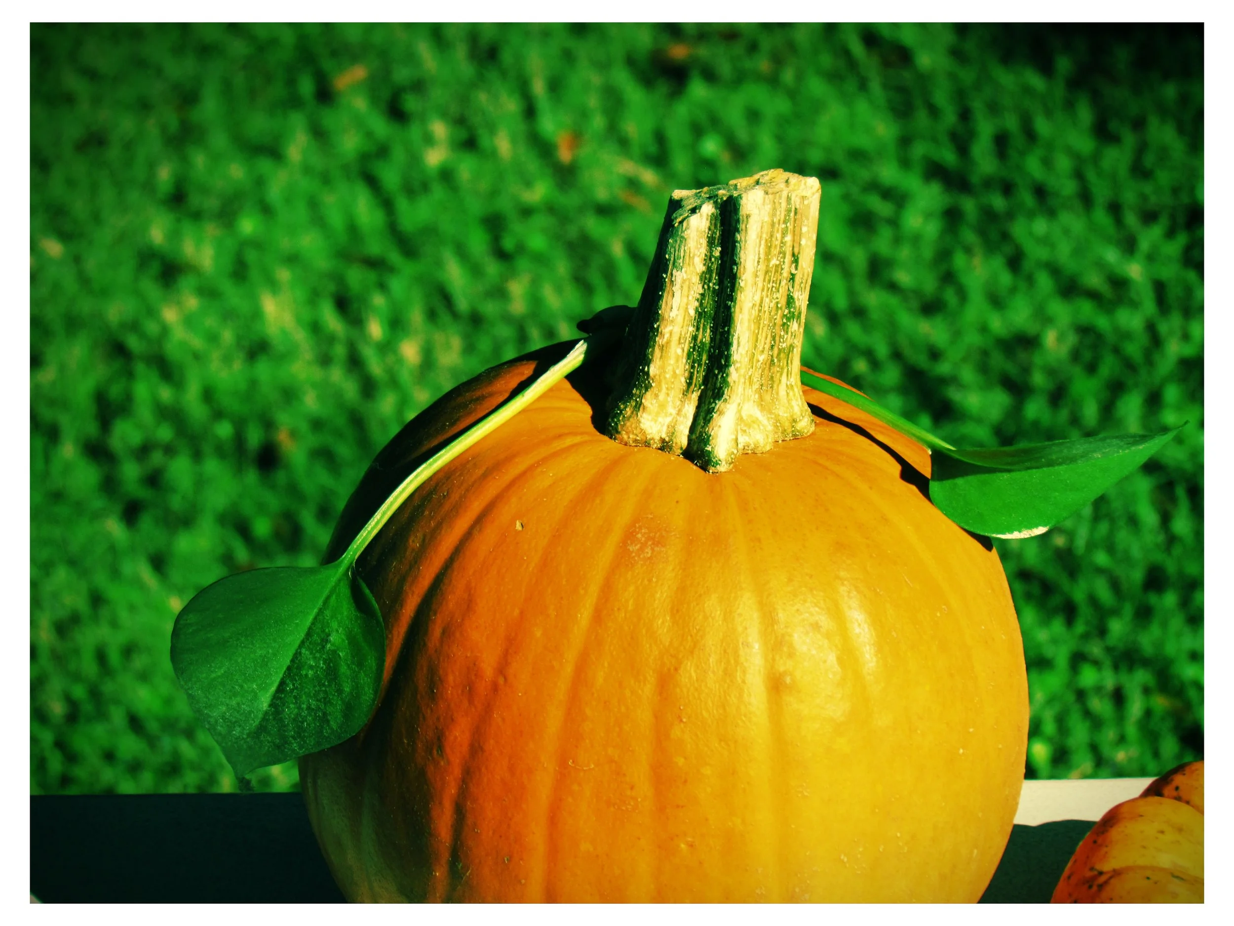 A colorful autumn pumpkin patch during Halloween