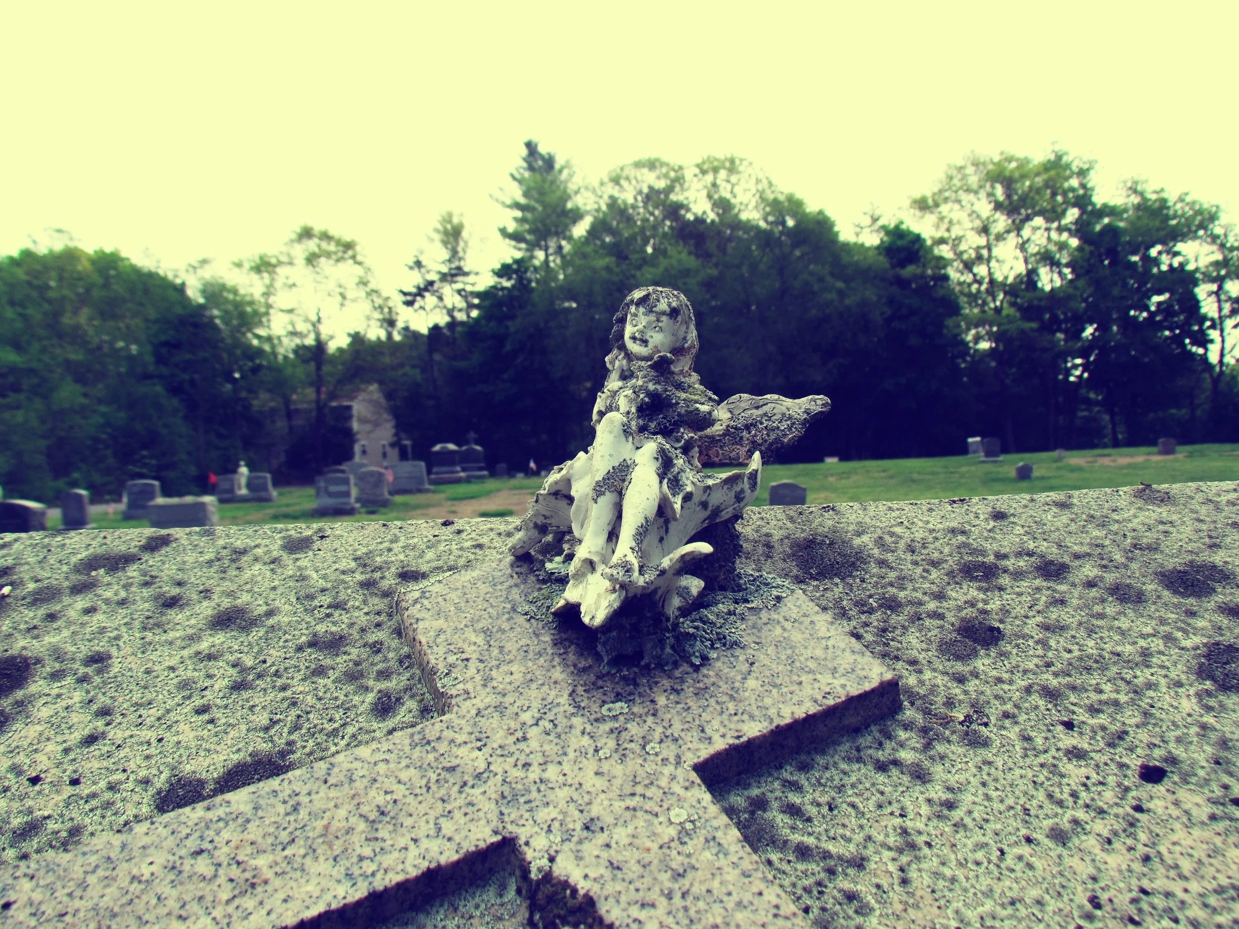 The Green Hearth Witch The Graveyard Dirt Plant Profile