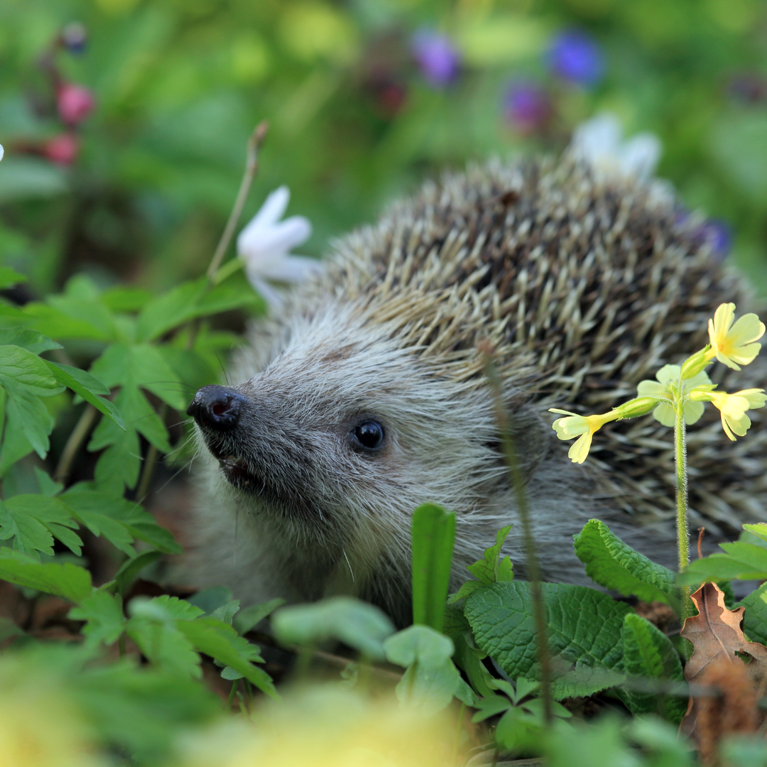 Hedgehog Animal Familiar: The Magical Uses of Hedgehog Magic