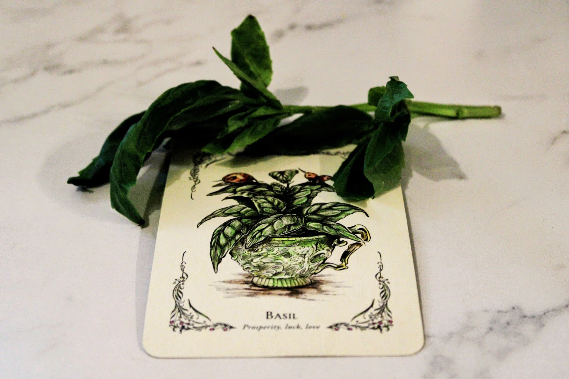 The Green Hearth Witch The Basil Herb Plant Profile