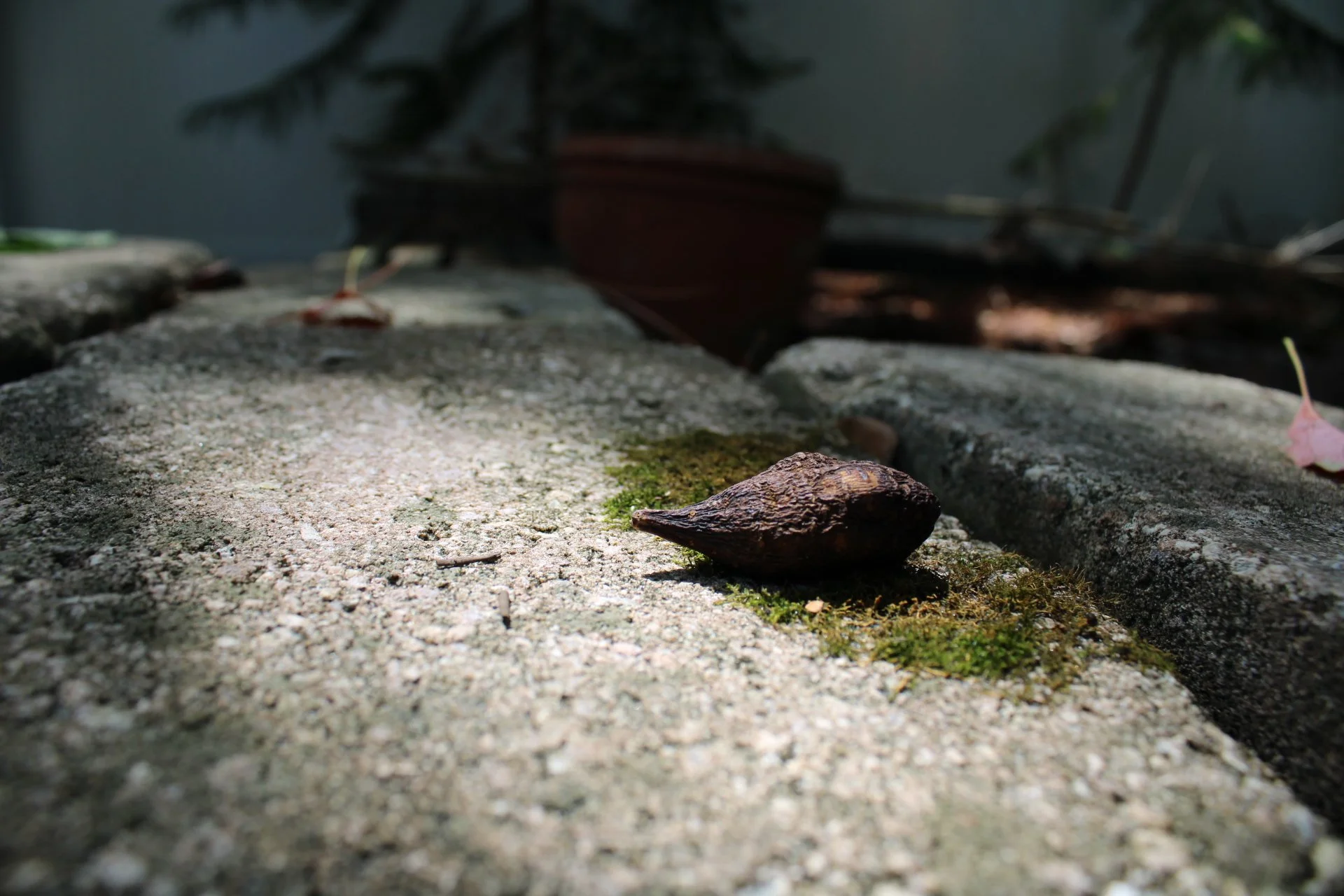 The Green Hearth Witch The High John the Conqueror Mini Field Guide