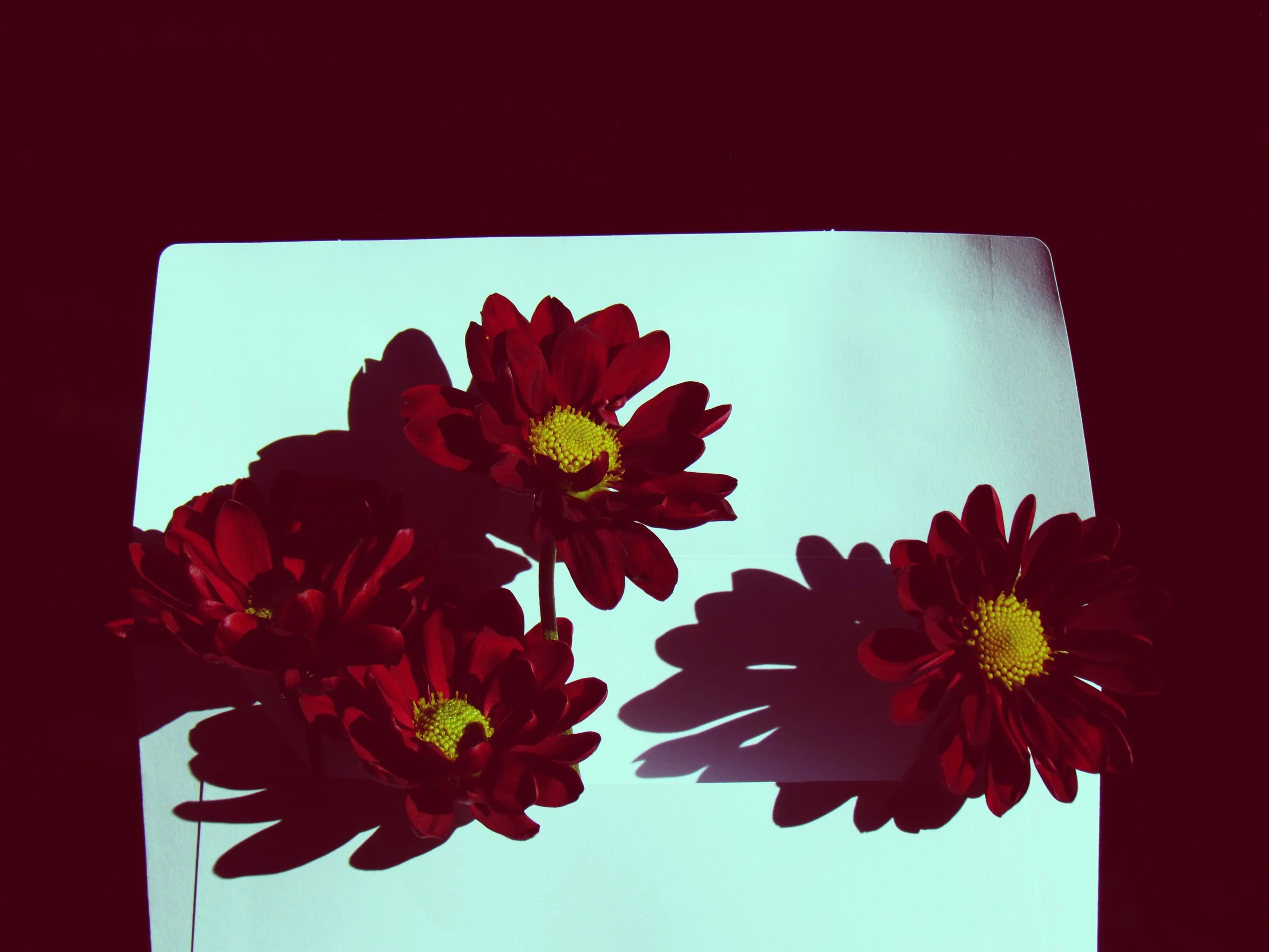 The Green Hearth Witch Autumn Equinox Chrysanthemum Plant Profile