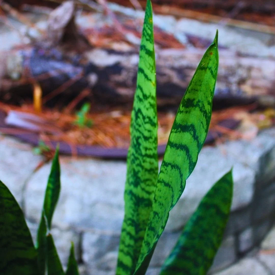 snake plant in the backyard in large pot