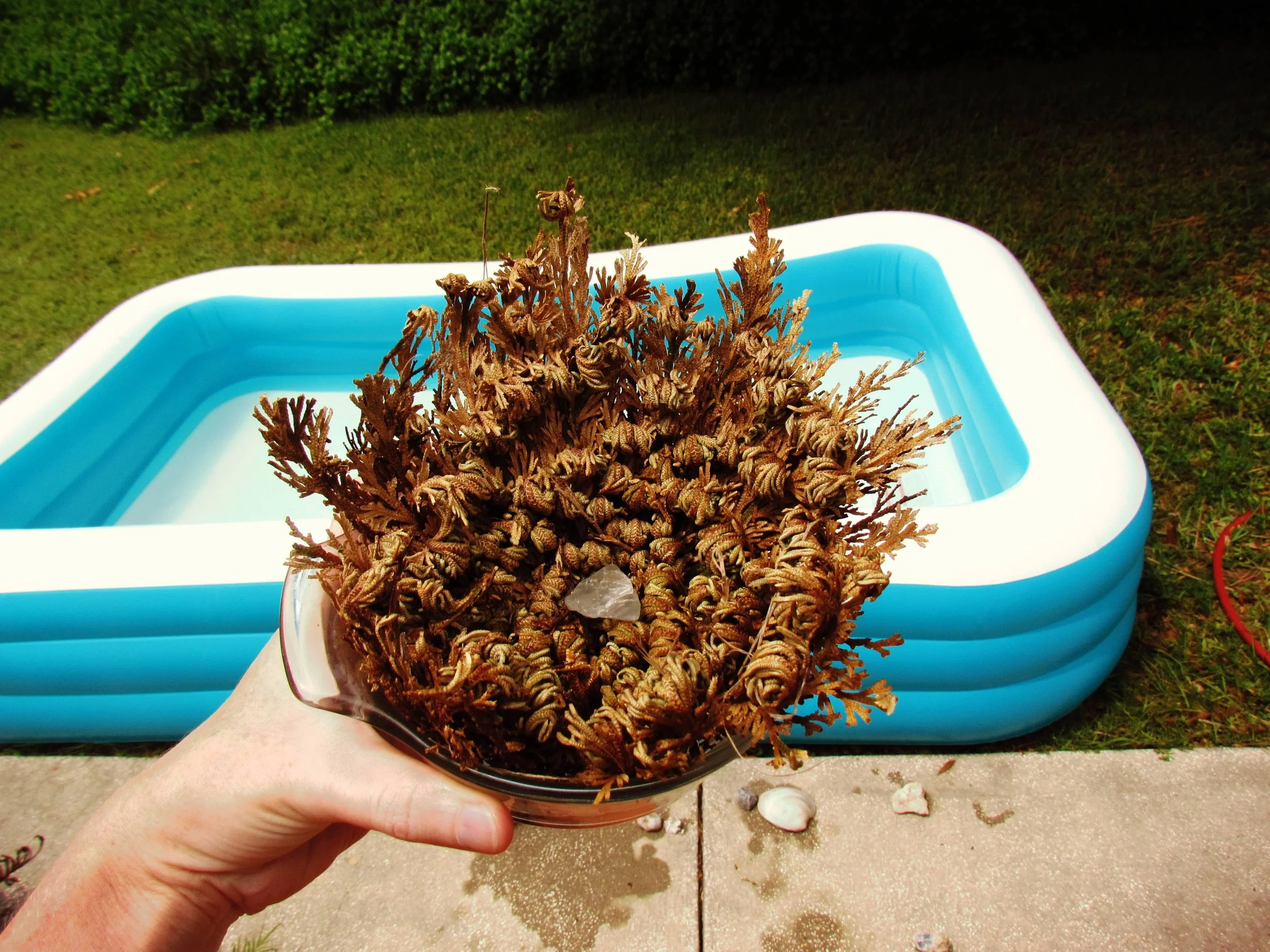 A girl holding a rose of Jericho plant with a gemstone inside and a cute blue kiddie pool in the background