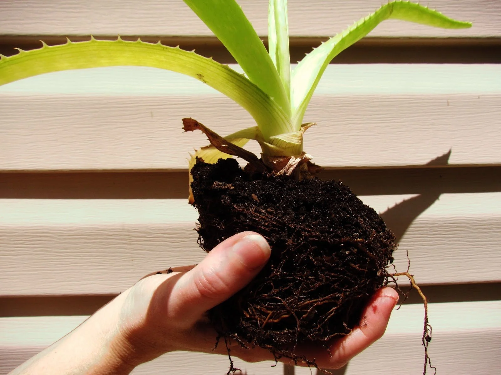 The Green Hearth Witch My Plant Spirit Witchcraft Practice