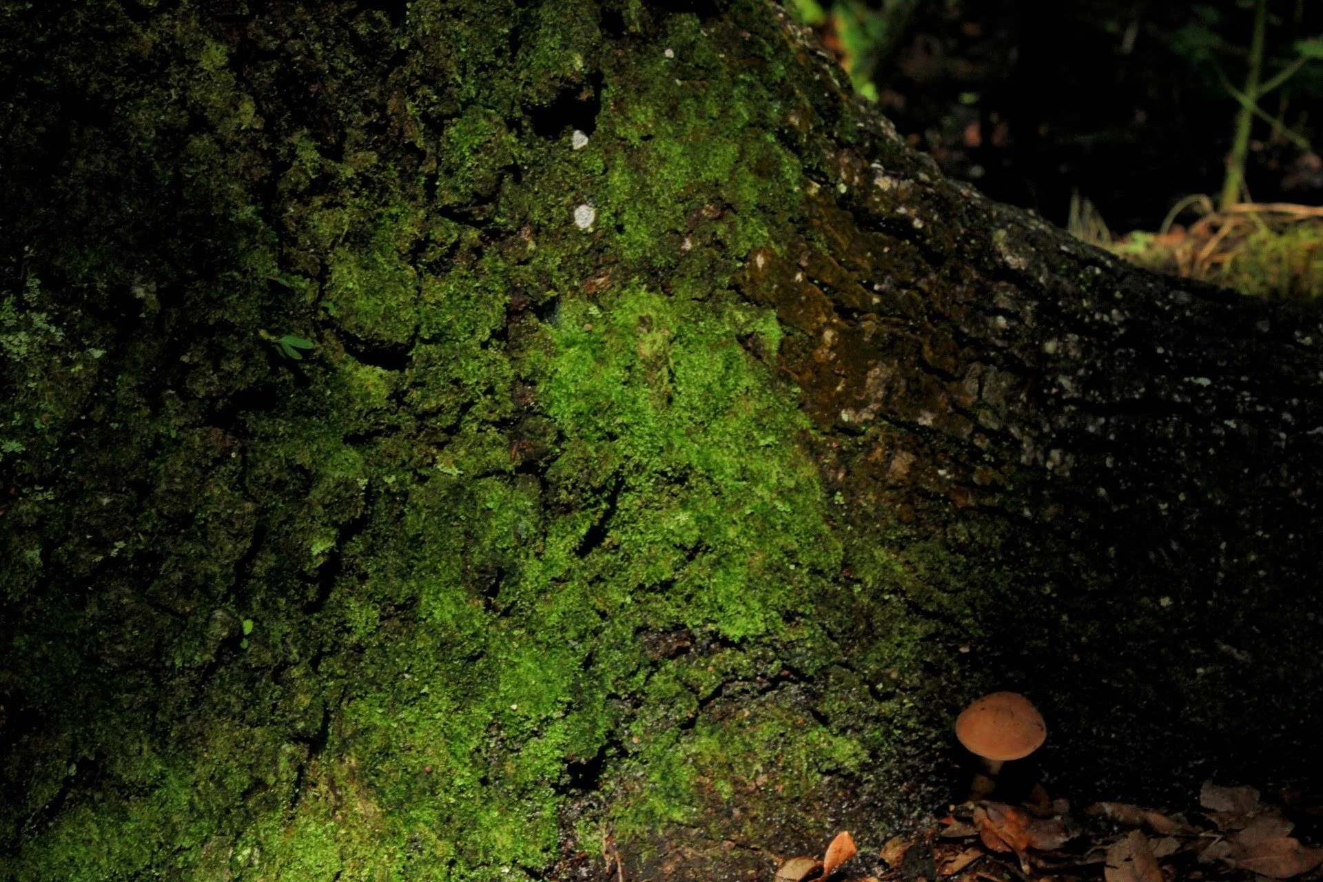 Earth, moss, and mushrooms in a dark forest at nighttime